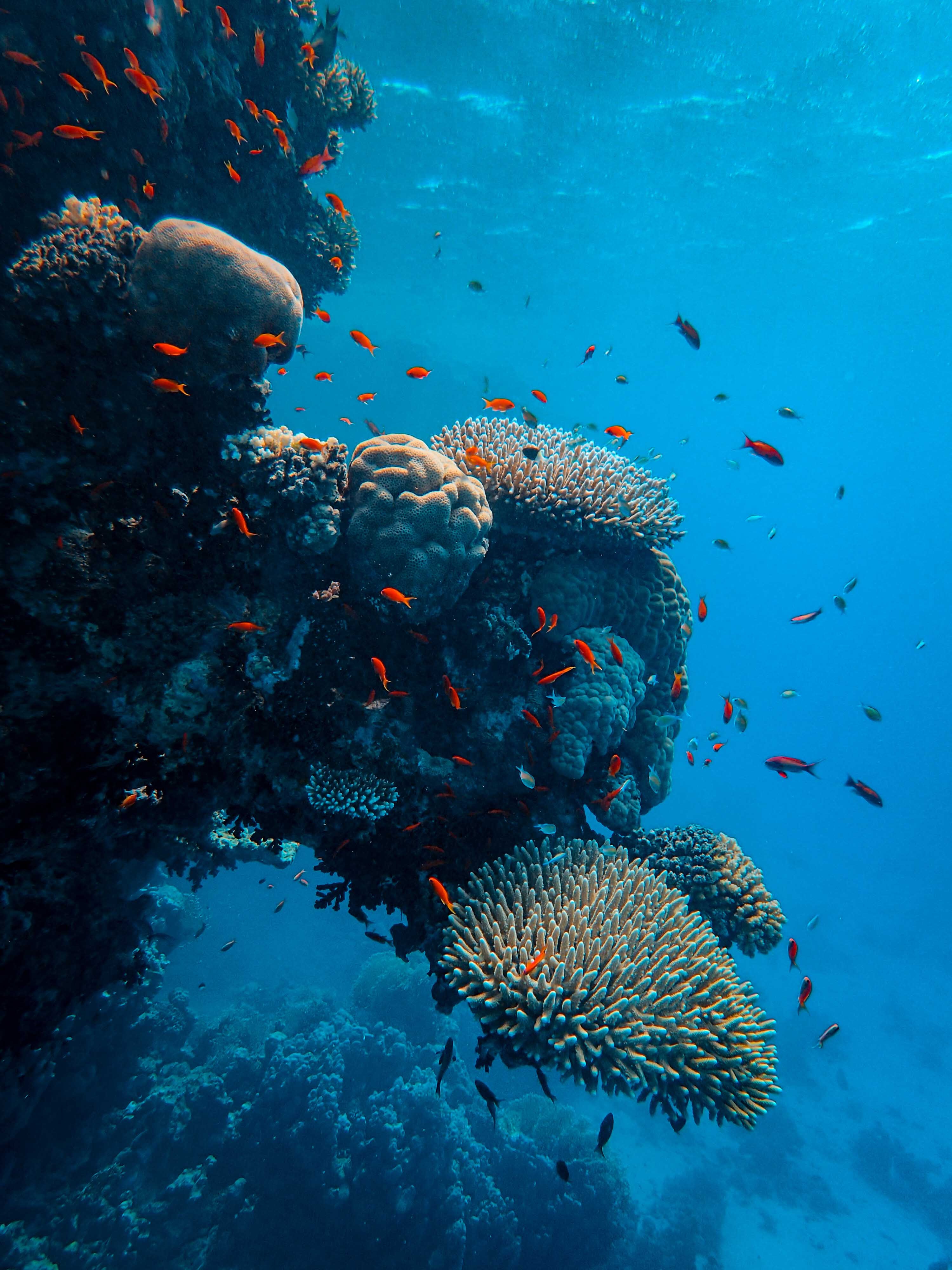 coral, underwater world, fishes, nature, ocean