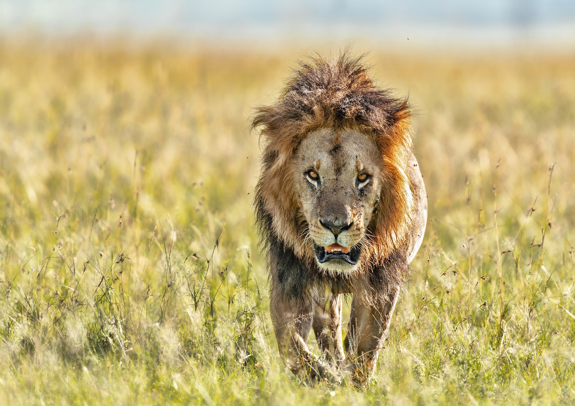 Téléchargez gratuitement l'image Animaux, Chats, Lion sur le bureau de votre PC