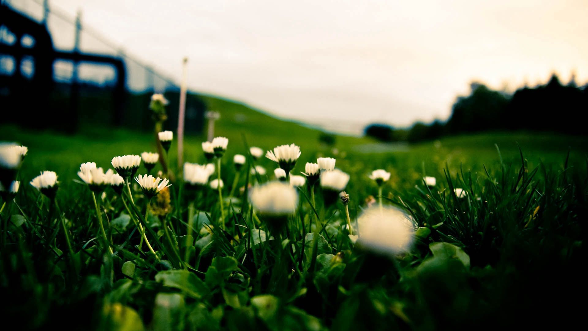 Laden Sie das Grass, Makro, Blumen, Dunkel-Bild kostenlos auf Ihren PC-Desktop herunter