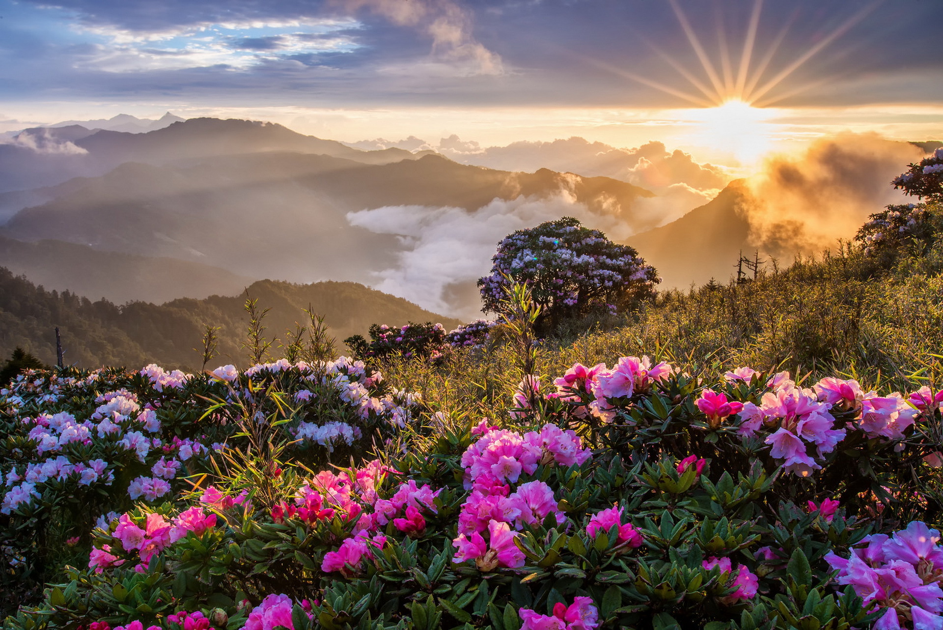 Free download wallpaper Landscape, Nature, Sun, Flower, Earth, Sunbeam, Pink Flower on your PC desktop