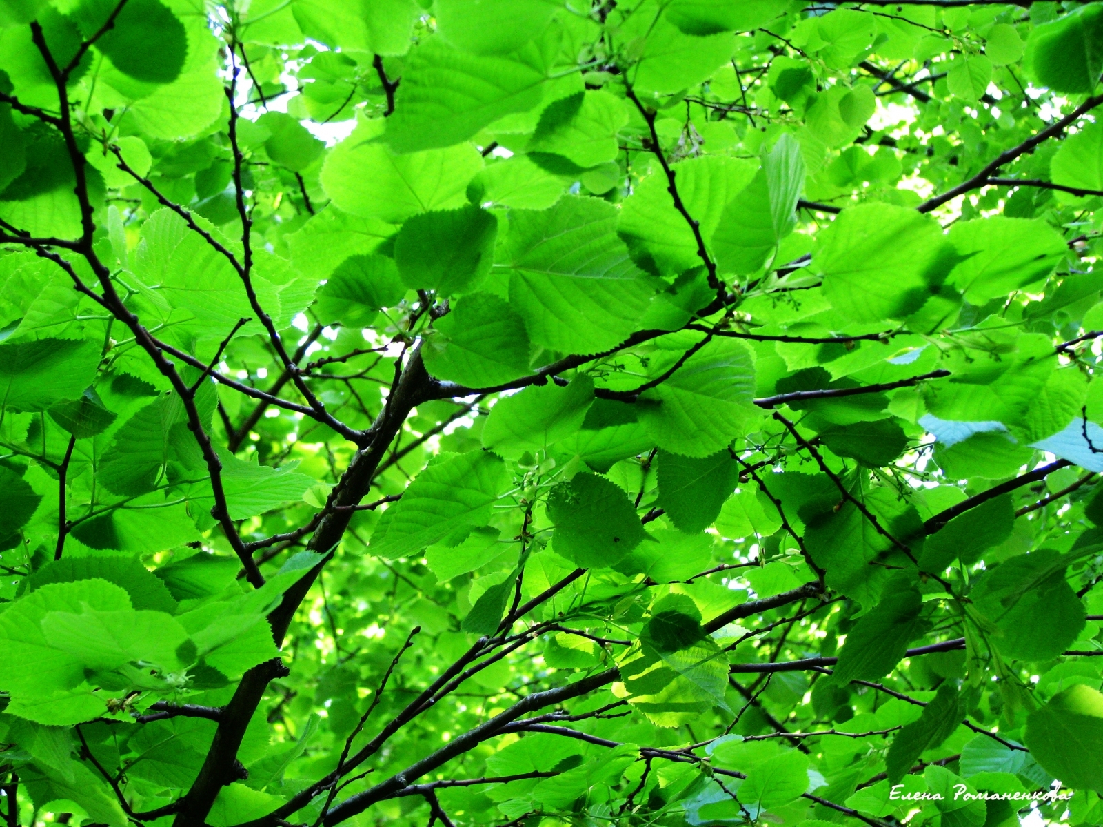 Скачать картинку Листья, Растения в телефон бесплатно.