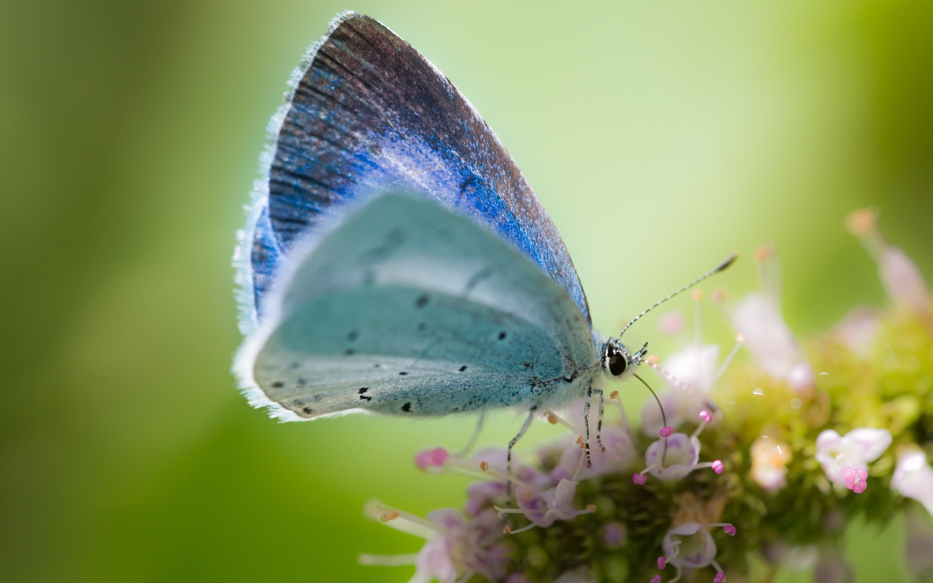 Free download wallpaper Macro, Insect, Butterfly, Animal on your PC desktop