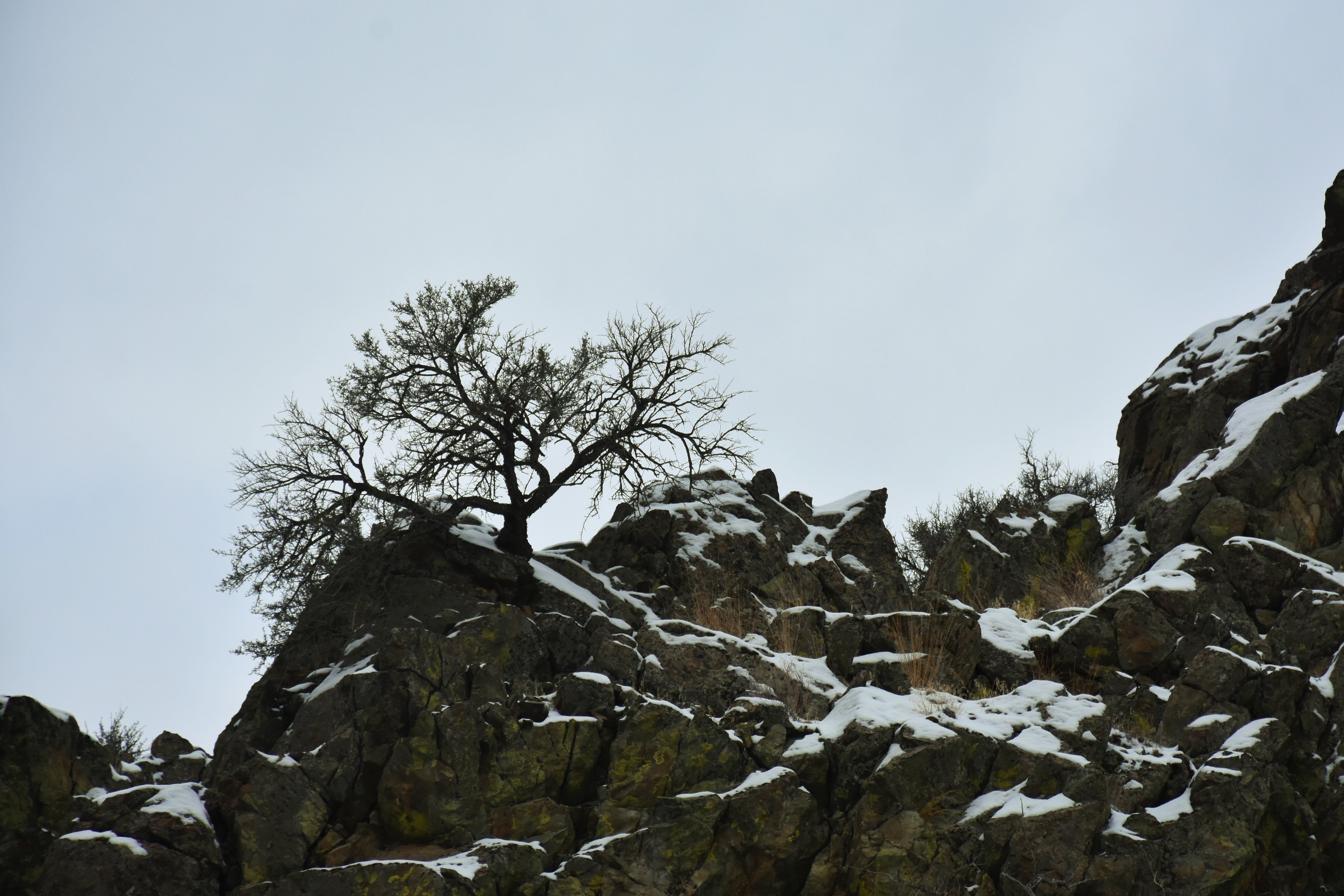 Скачати мобільні шпалери Скеля, Скала, Дерево, Природа, Сніг безкоштовно.