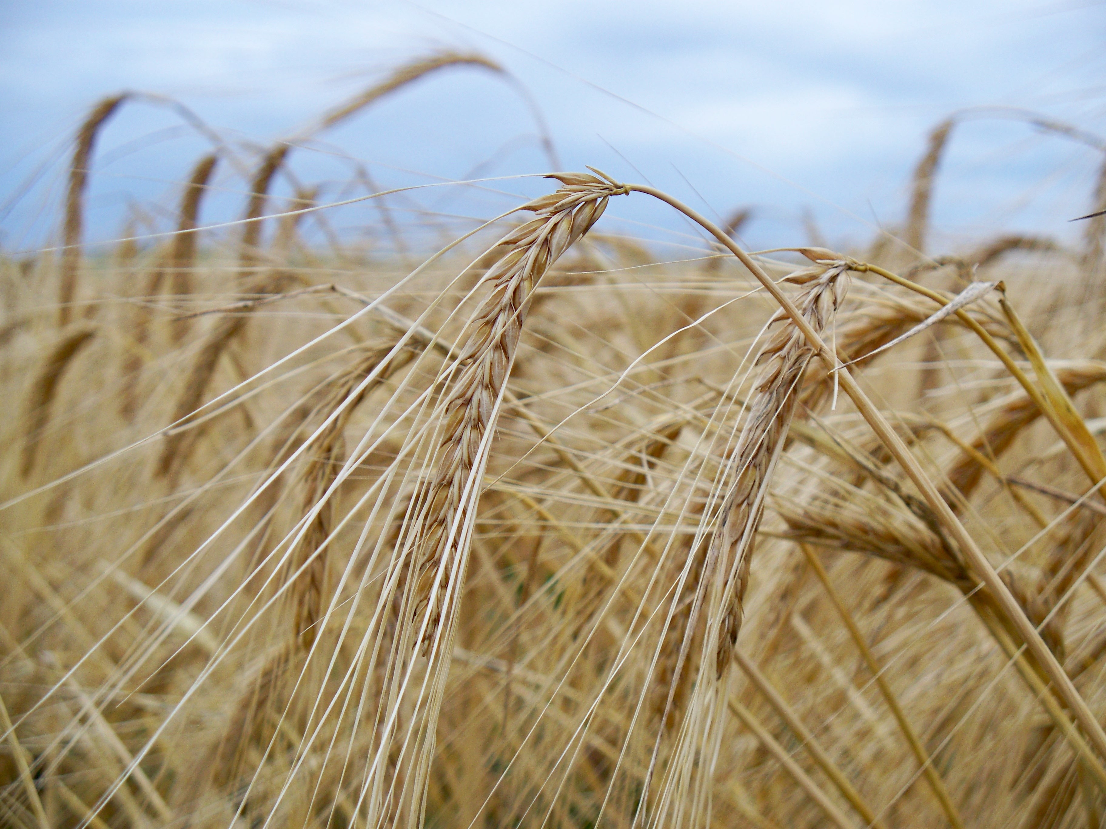 Descarga gratis la imagen Naturaleza, Verano, Trigo, Campo, Tierra/naturaleza en el escritorio de tu PC