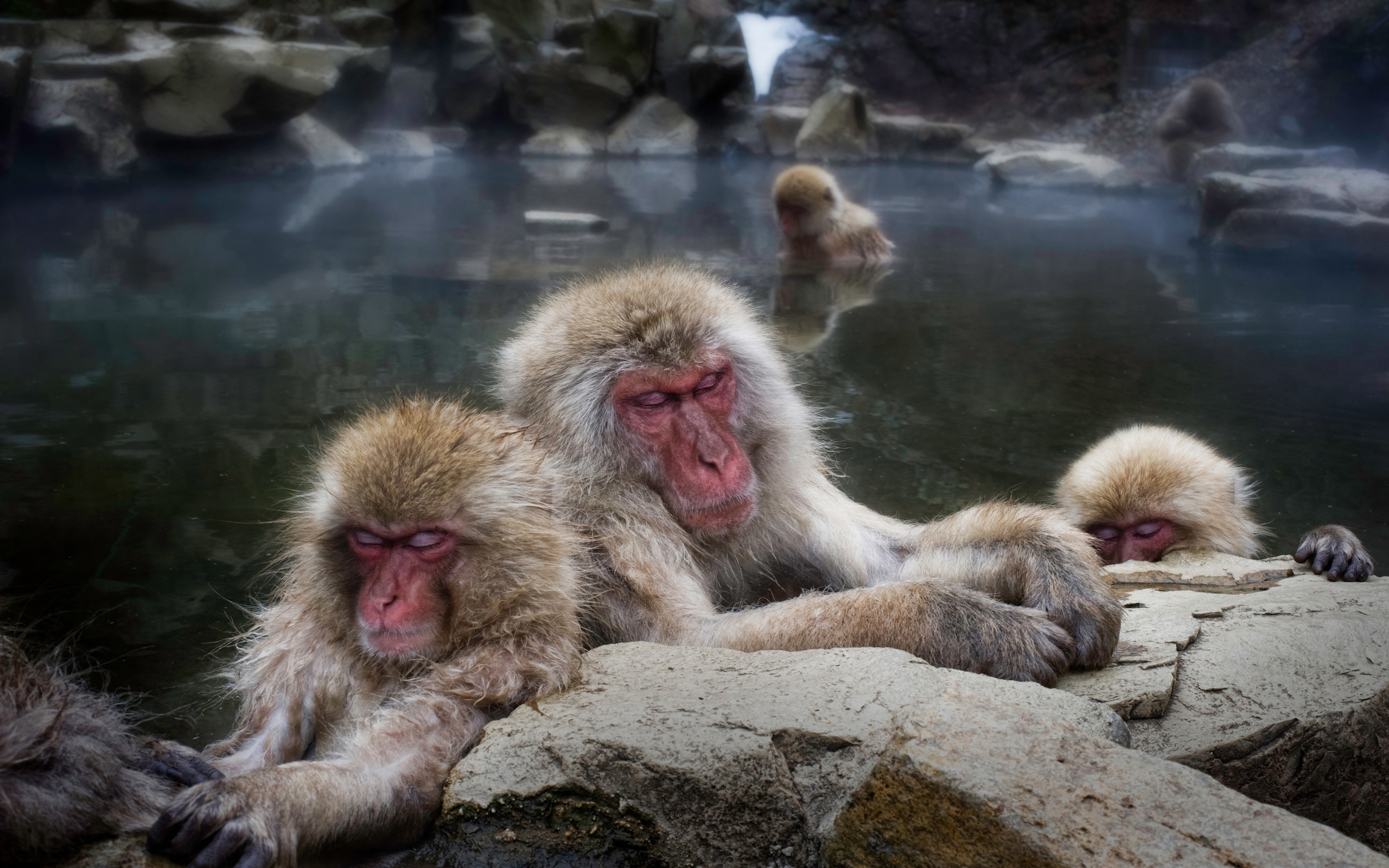 Télécharger des fonds d'écran Macaque Japonais HD
