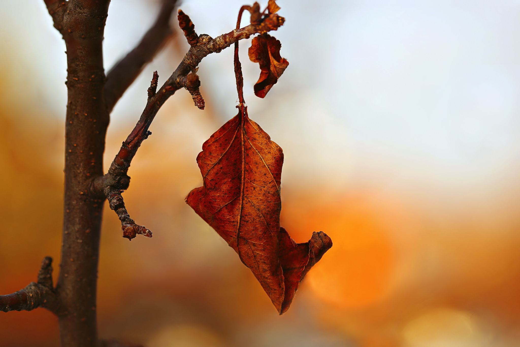 Descarga gratuita de fondo de pantalla para móvil de Naturaleza, Otoño, Hoja, Bokeh, Tierra/naturaleza.