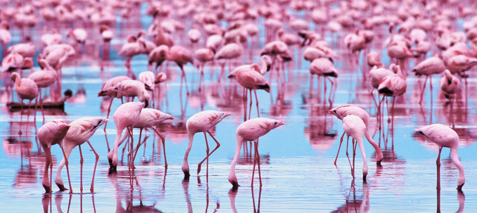 186722 baixar papel de parede flamingo, animais, aves - protetores de tela e imagens gratuitamente