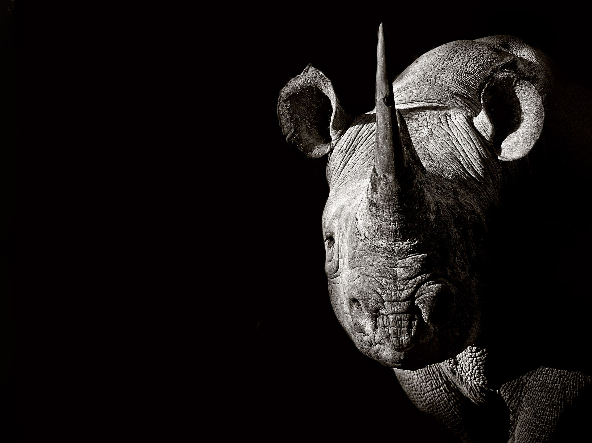 Download mobile wallpaper Animal, Rhinoceros, Black & White, Rhino for free.