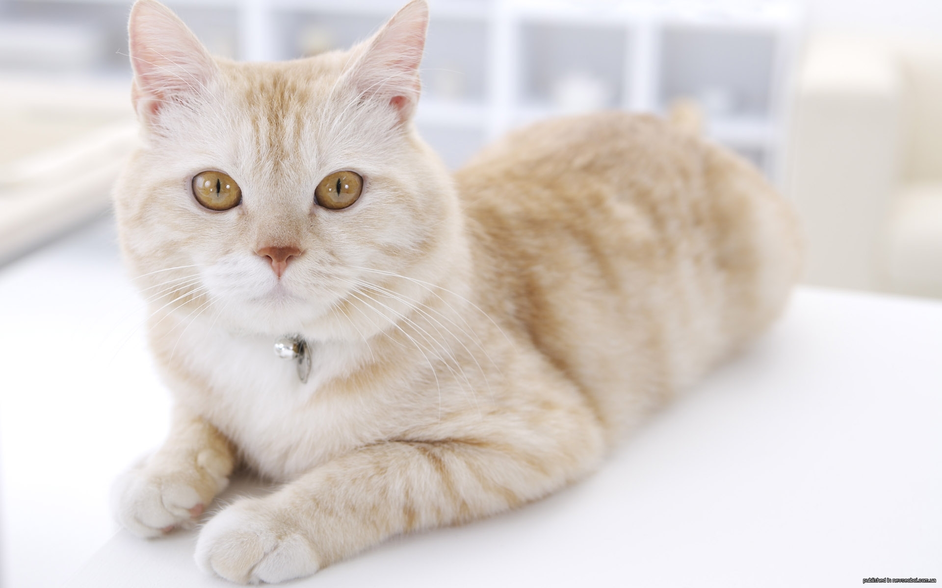 Descarga gratis la imagen Animales, Gatos en el escritorio de tu PC