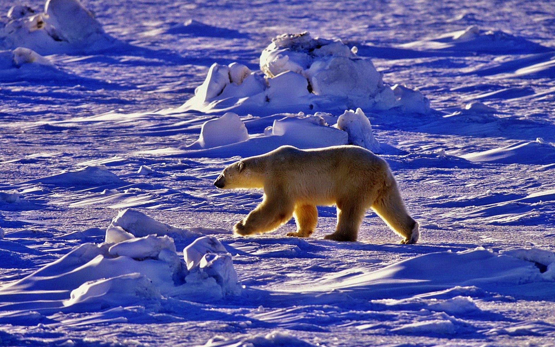 animals, snow, bear, shadow, stroll, polar bear Desktop Wallpaper