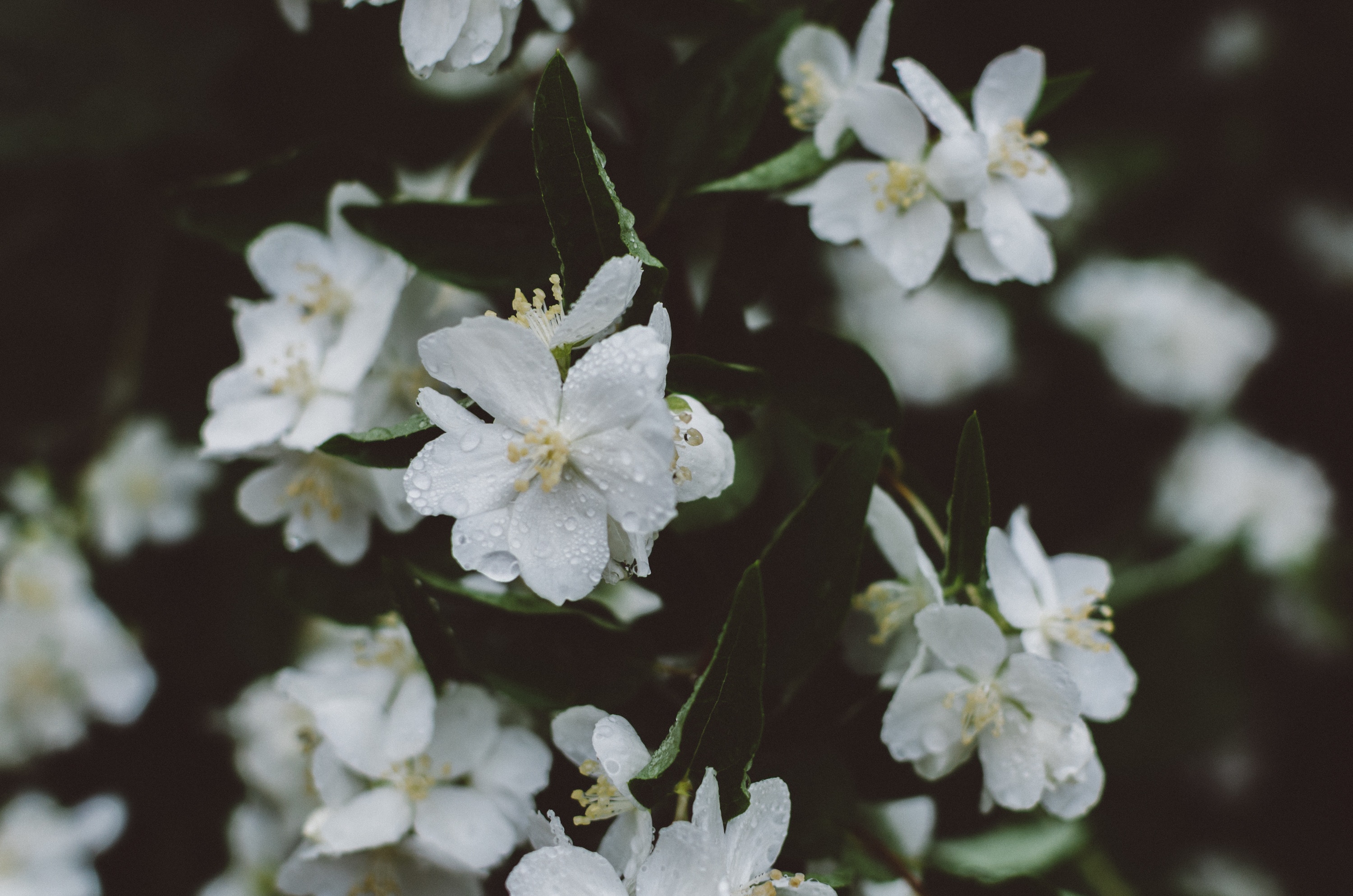 Laden Sie das Drops, Blumen-Bild kostenlos auf Ihren PC-Desktop herunter