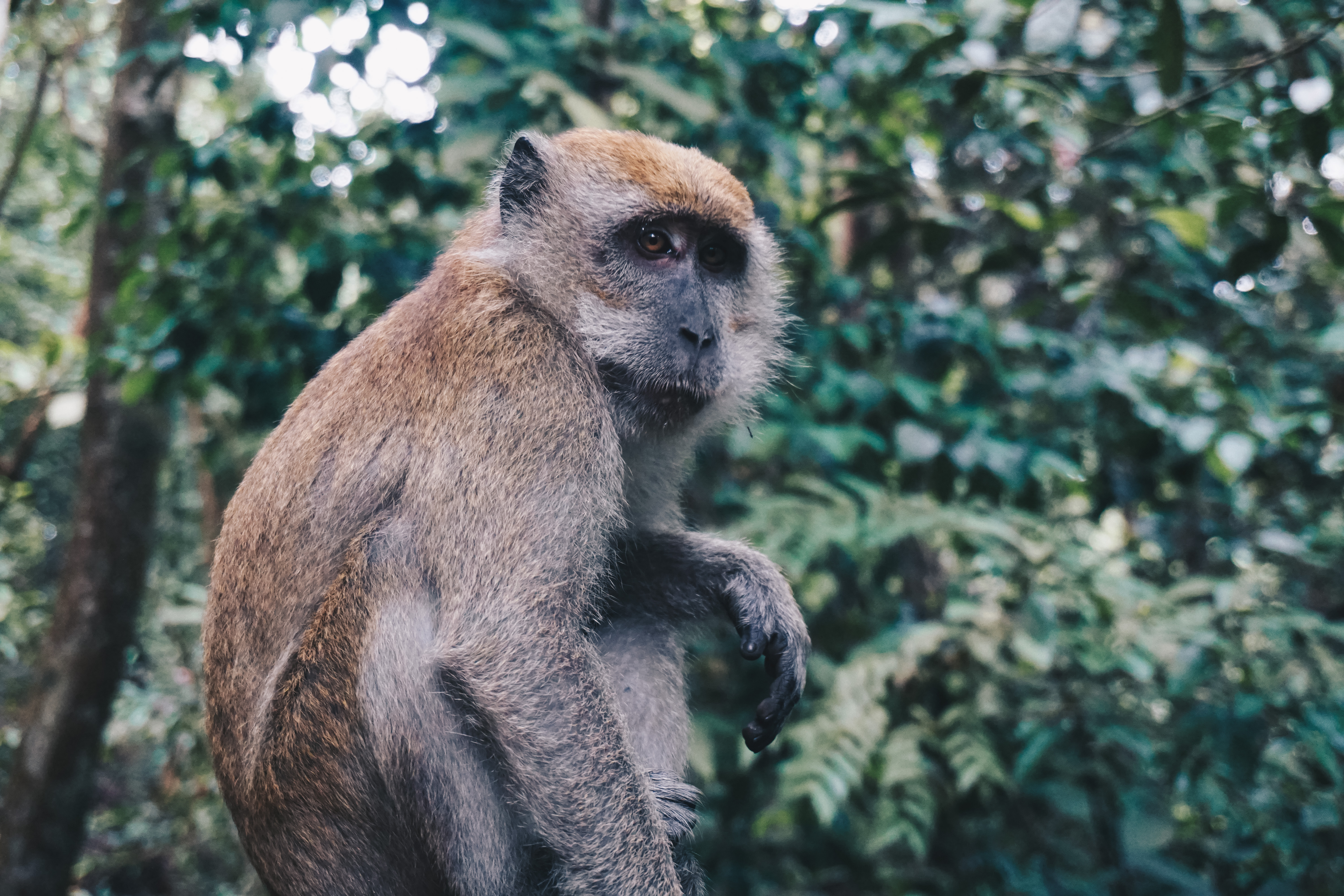 123962 descargar fondo de pantalla animales, un mono, mono, está sentado, sienta, primate: protectores de pantalla e imágenes gratis