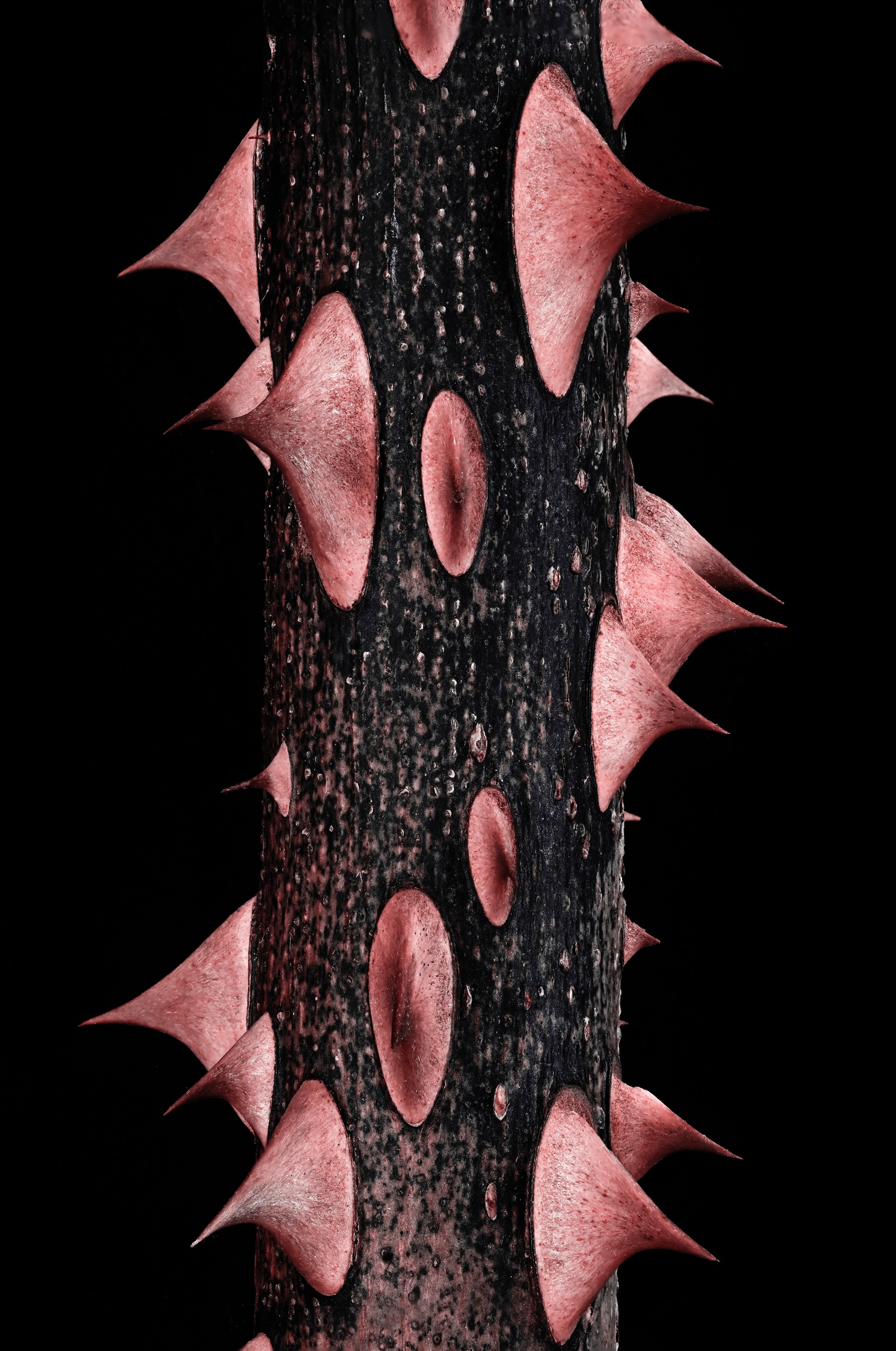 black, thorns, spikes, stem, stalk Panoramic Wallpaper