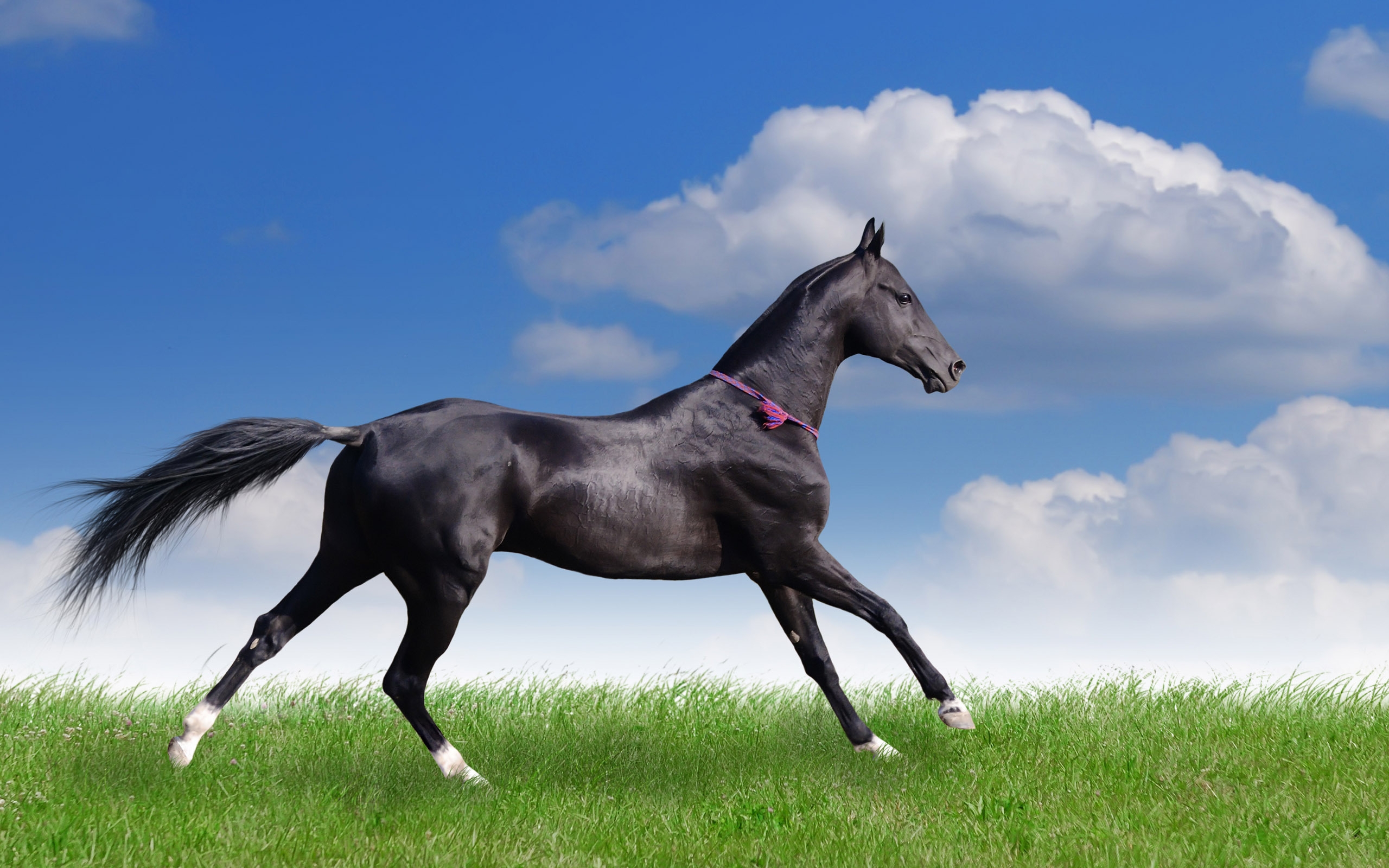 Baixe gratuitamente a imagem Animais, Cavalos na área de trabalho do seu PC