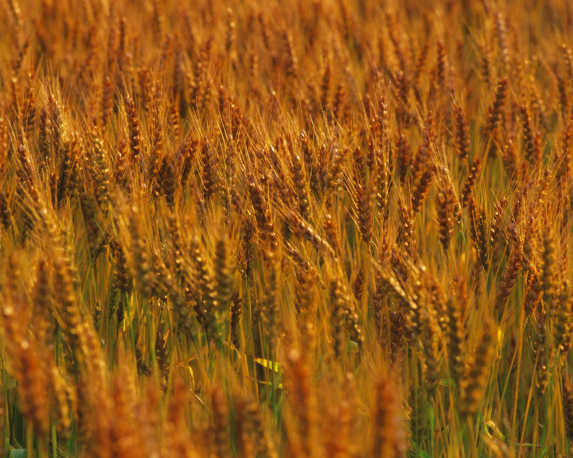 Скачать обои бесплатно Пшеница, Земля/природа картинка на рабочий стол ПК