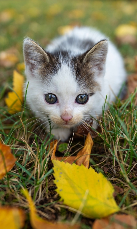 Handy-Wallpaper Tiere, Katzen, Katze, Kätzchen, Tierbaby kostenlos herunterladen.