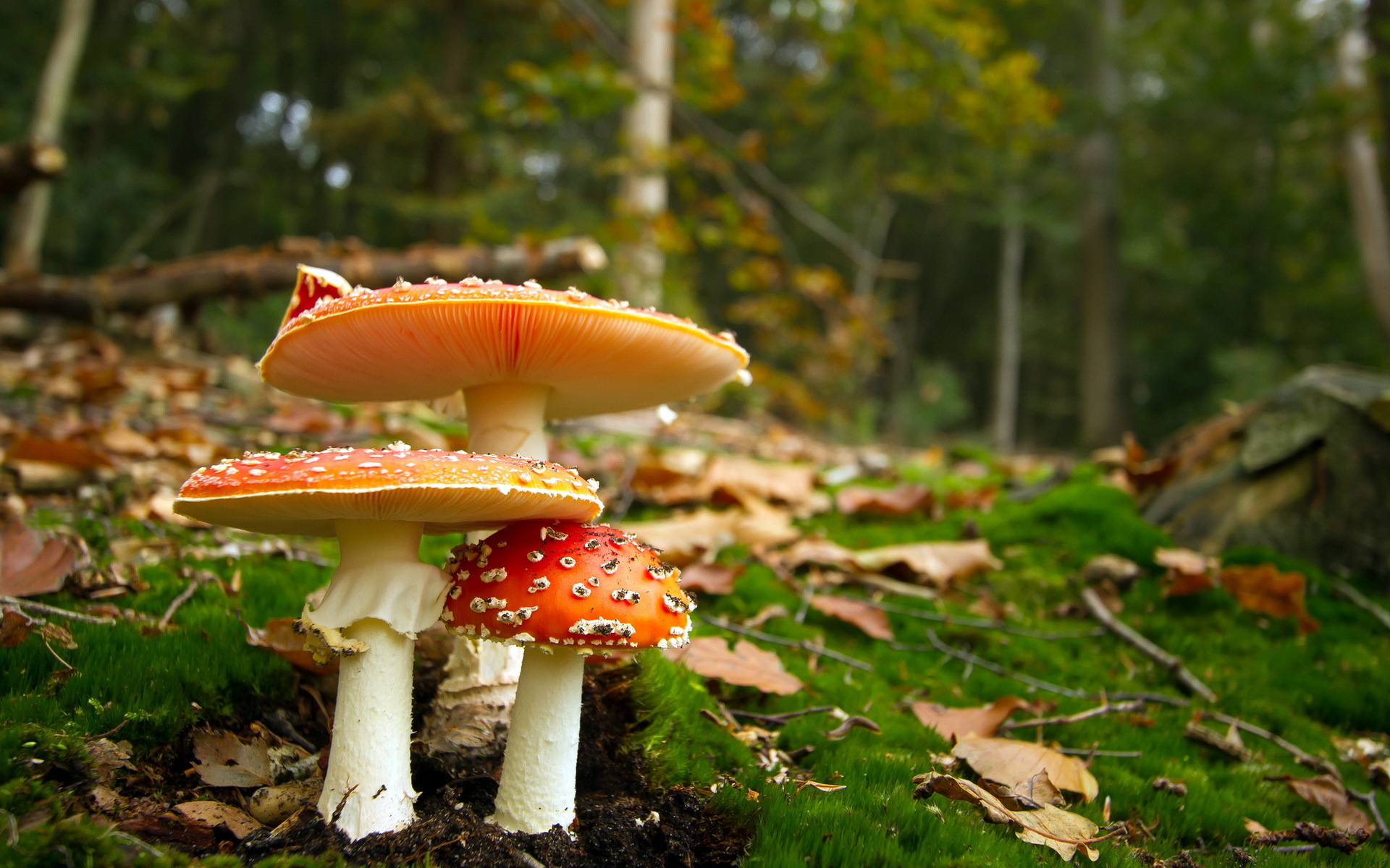 Téléchargez gratuitement l'image Champignon, Terre/nature sur le bureau de votre PC