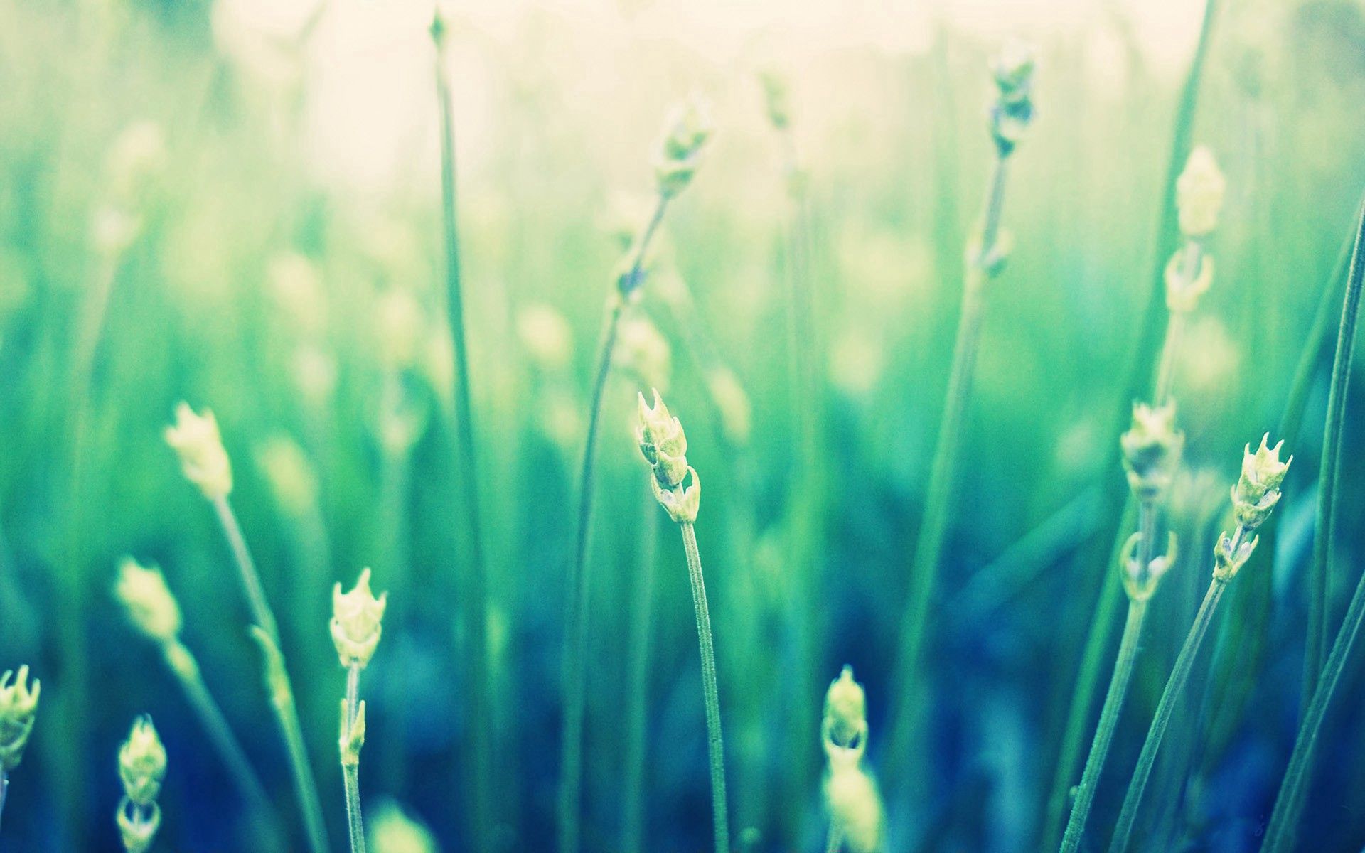 Download mobile wallpaper Field, Macro, Grass, Plant, Smooth, Blur for free.