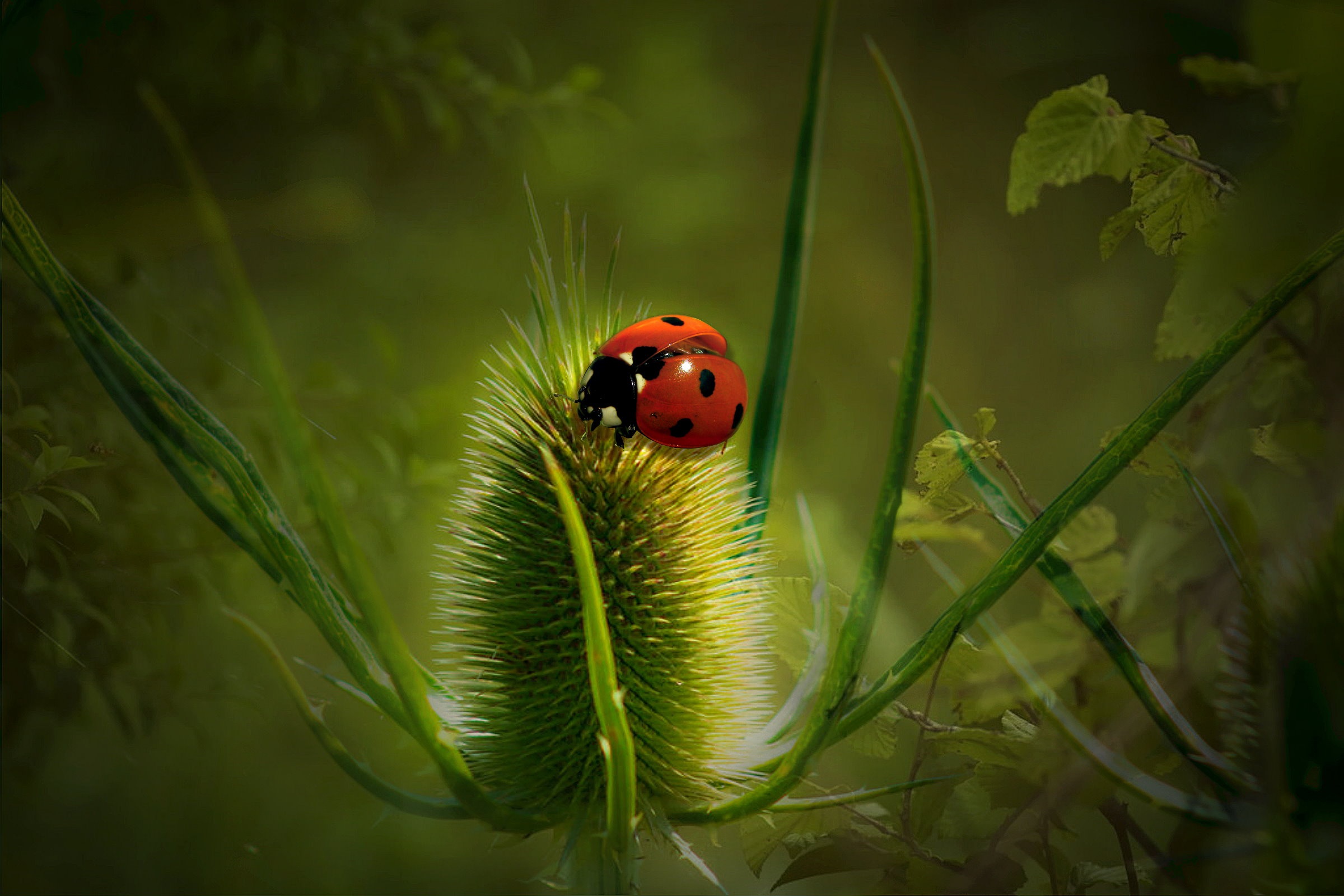 Laden Sie das Tiere, Marienkäfer, Makro, Insekt-Bild kostenlos auf Ihren PC-Desktop herunter