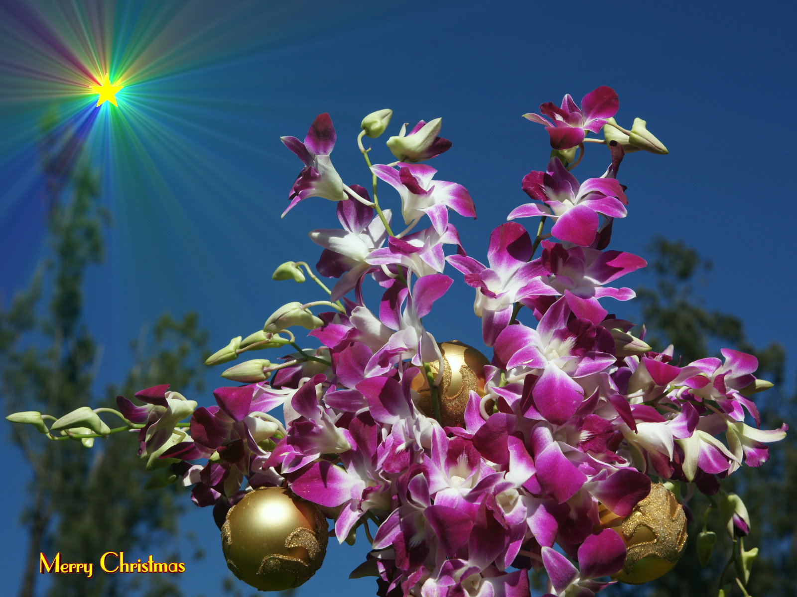 Laden Sie das Feiertage, Weihnachten, Orchidee-Bild kostenlos auf Ihren PC-Desktop herunter