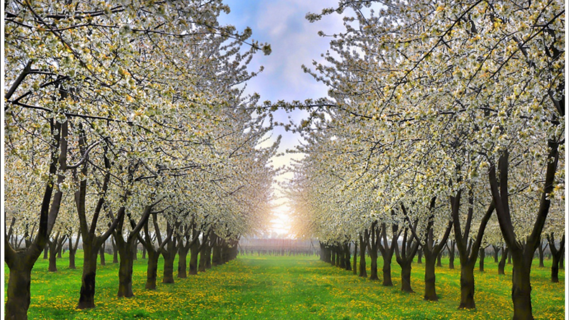 Download mobile wallpaper Tree, Earth, Field, Spring, White Flower, Blossom for free.