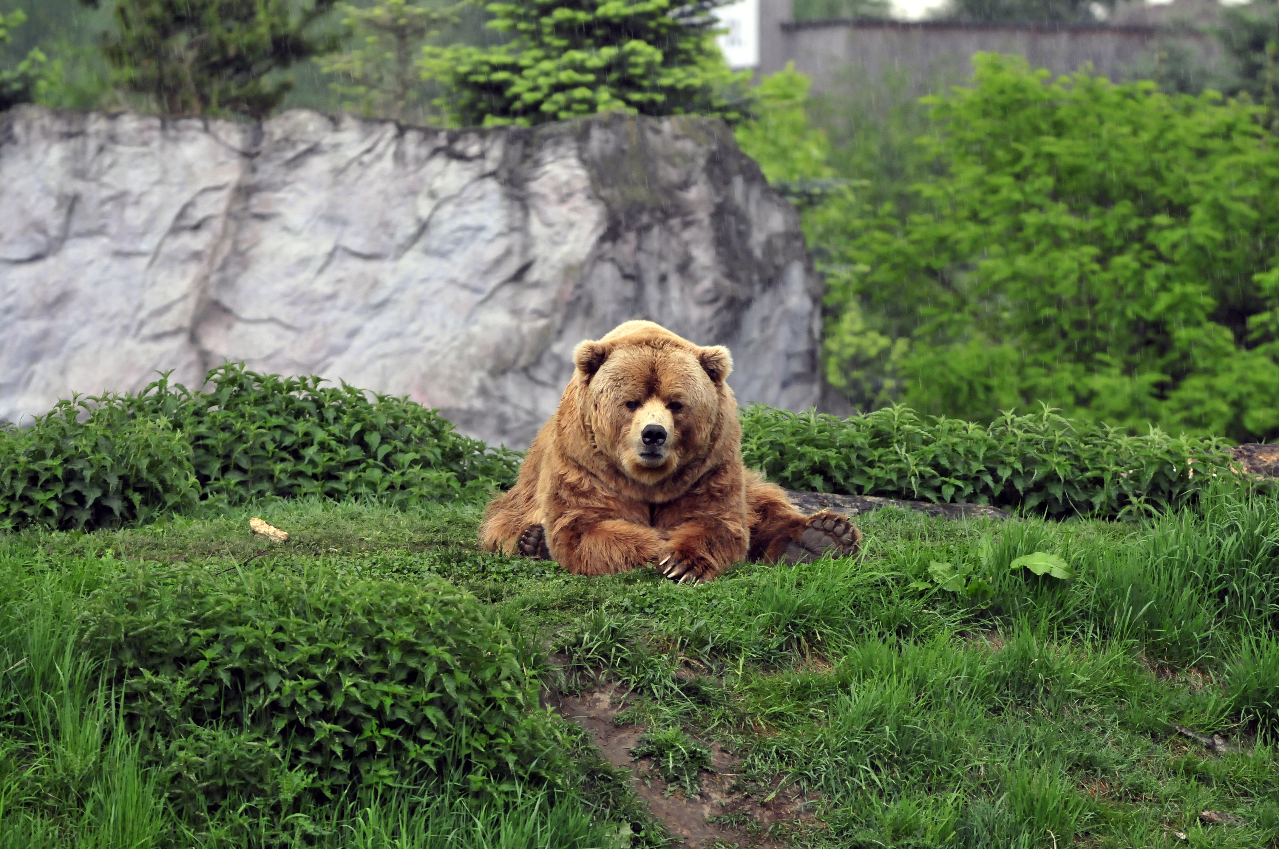 150855 скачать картинку медведь, прикольный, бурый, животные, трава, лежать - обои и заставки бесплатно
