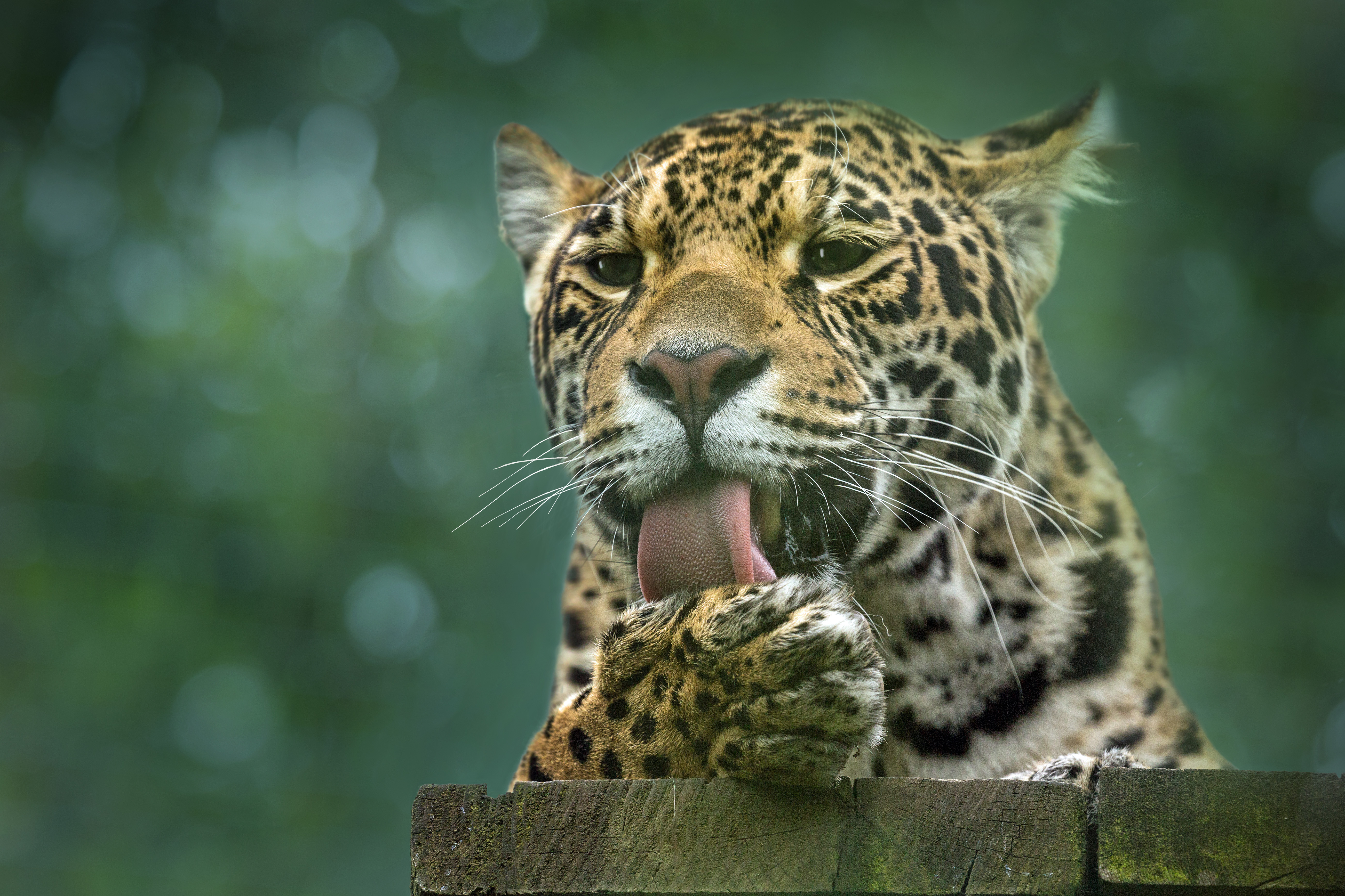 Descarga gratuita de fondo de pantalla para móvil de Animales, Gatos, Jaguar.