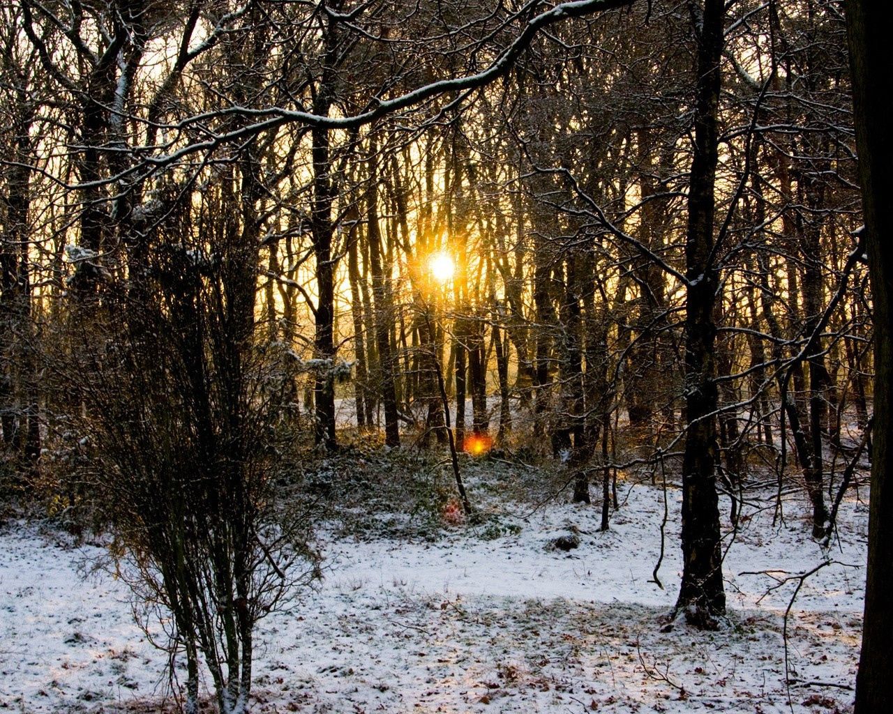 Download mobile wallpaper Branches, Cold, Snow, Trees, Forest, Sun, Nature, Dawn, Autumn for free.