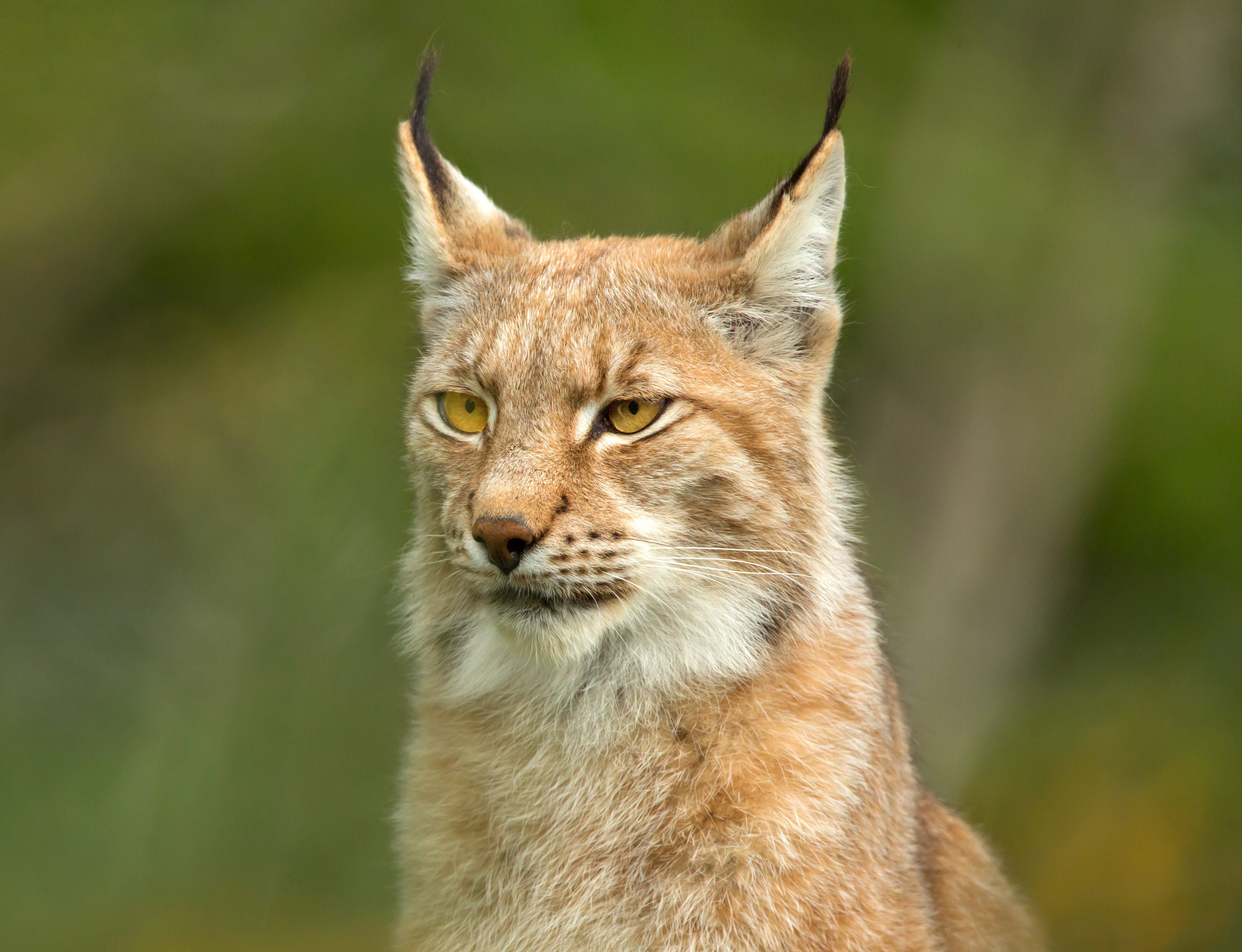 Descarga gratuita de fondo de pantalla para móvil de Animales, Gatos, Lince.