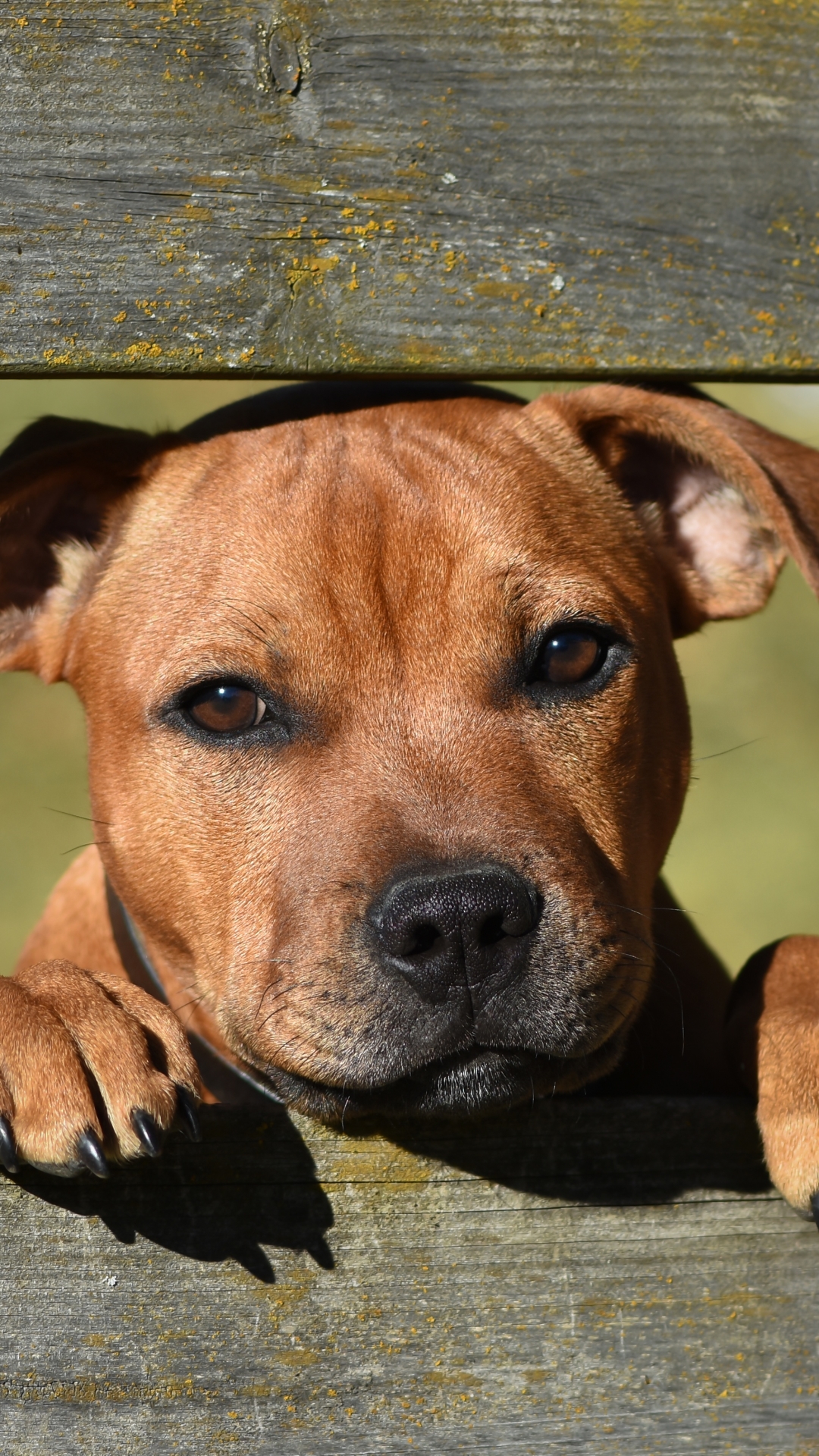 Descarga gratuita de fondo de pantalla para móvil de Animales, Perros, Perro, Bozal, Lindo, Staffordshire Bull Terrier.