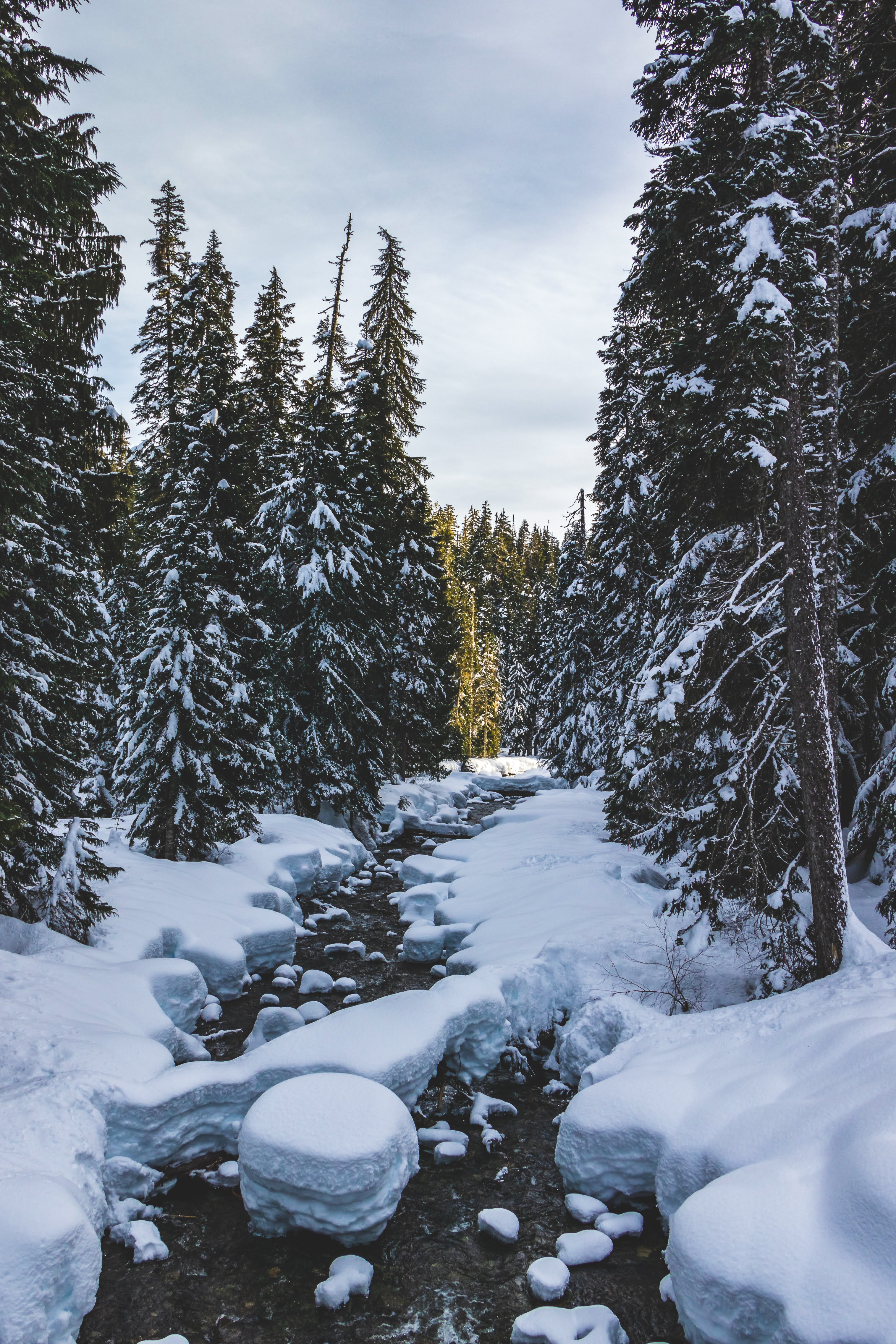 Free download wallpaper Winter, Nature, Trees, Pine, Snow, Rivers on your PC desktop