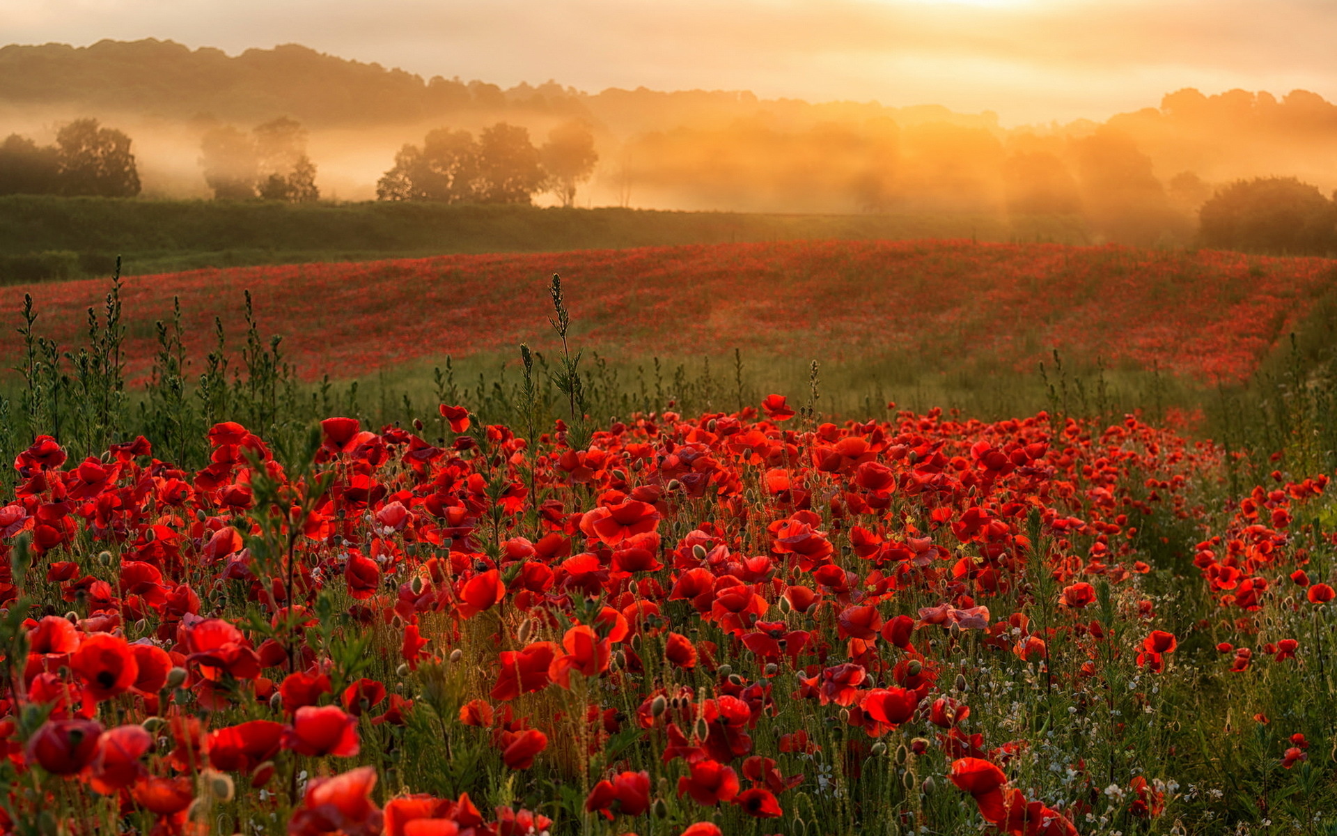 Handy-Wallpaper Mohn, Blumen, Erde/natur kostenlos herunterladen.