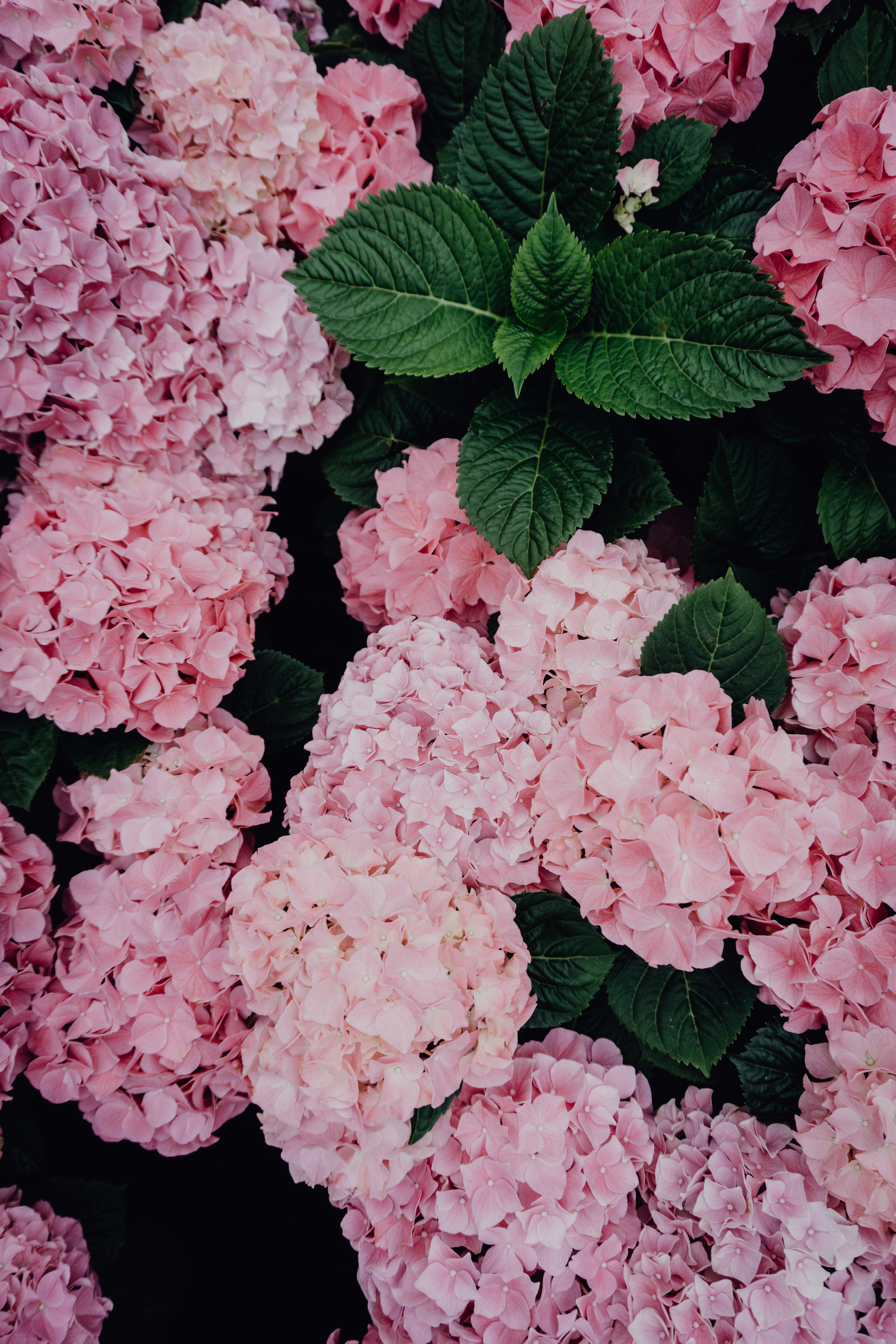84320 завантажити картинку гортензії, квіти, цвітіння, рожевий, гортензія, суцвіття - шпалери і заставки безкоштовно