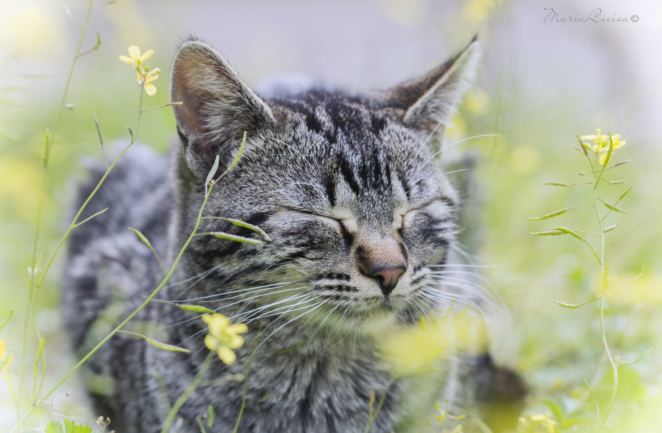 Descarga gratuita de fondo de pantalla para móvil de Gato, Gatos, Animales.