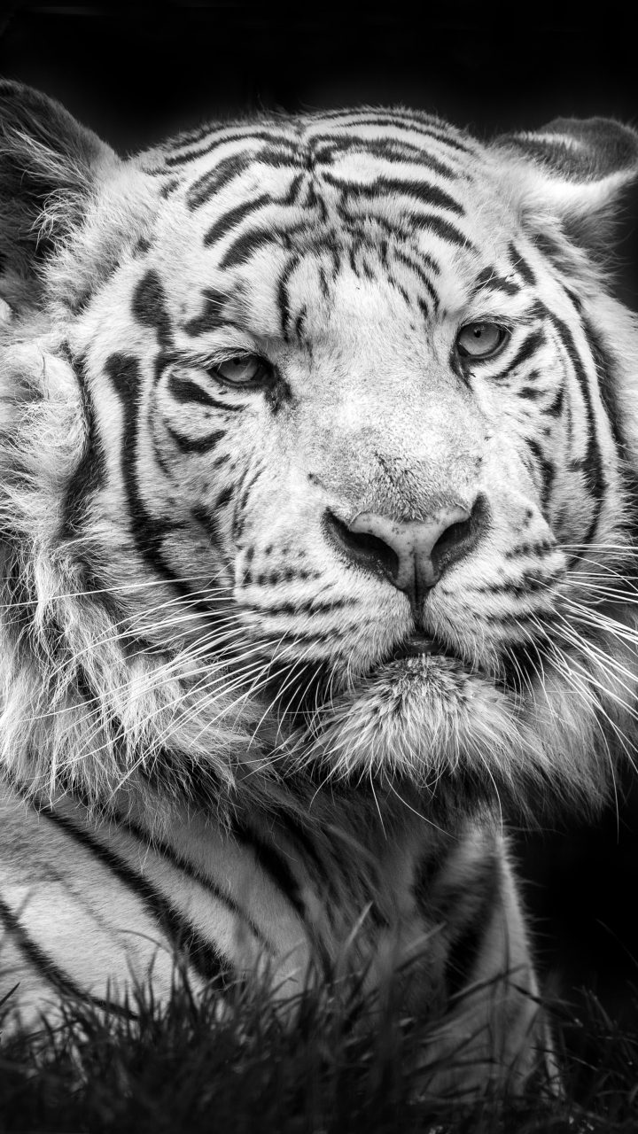 Download mobile wallpaper Cats, Tiger, Animal, White Tiger, Black & White for free.