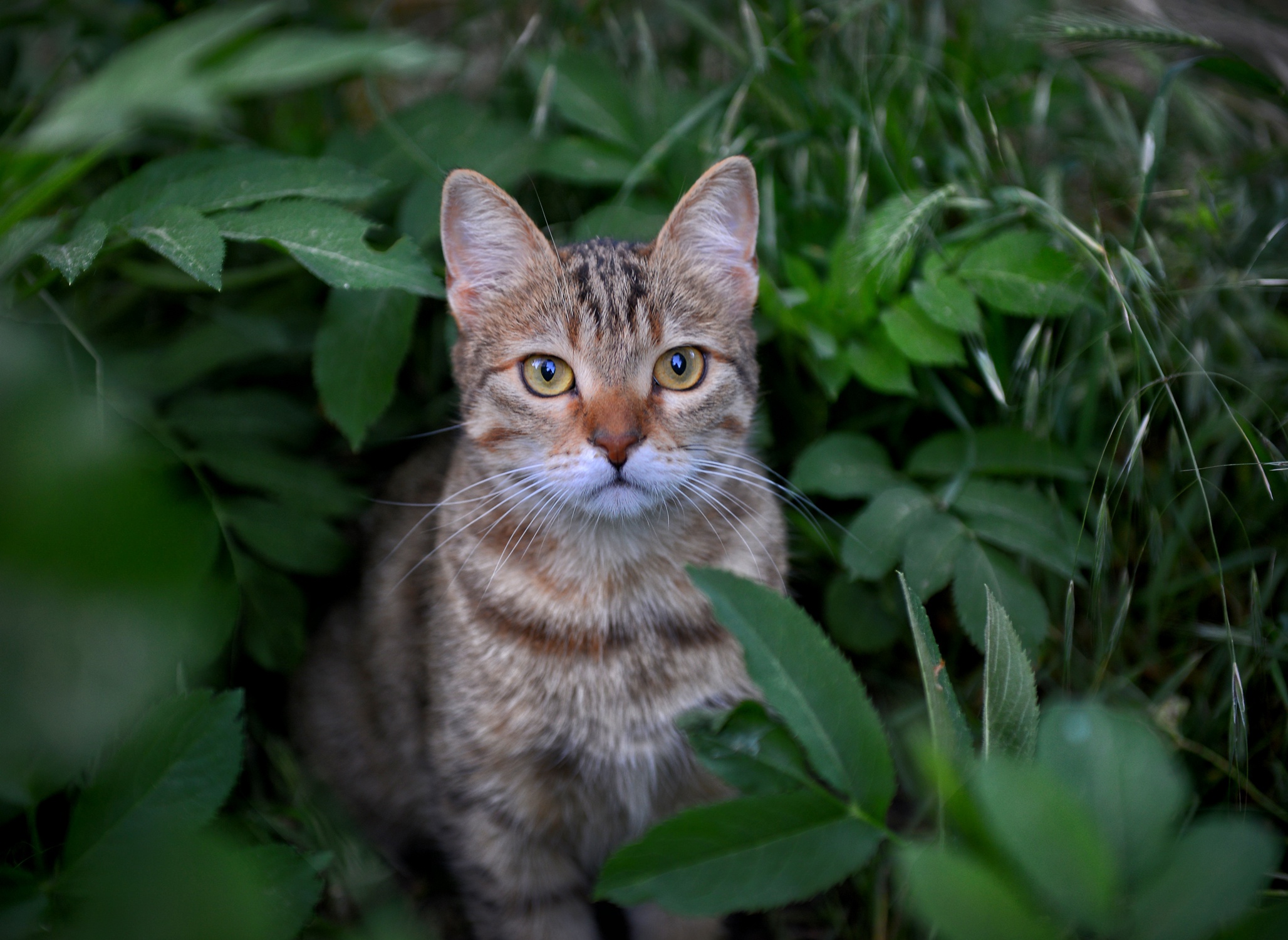 Descarga gratuita de fondo de pantalla para móvil de Animales, Gatos, Gato, Mirar Fijamente.