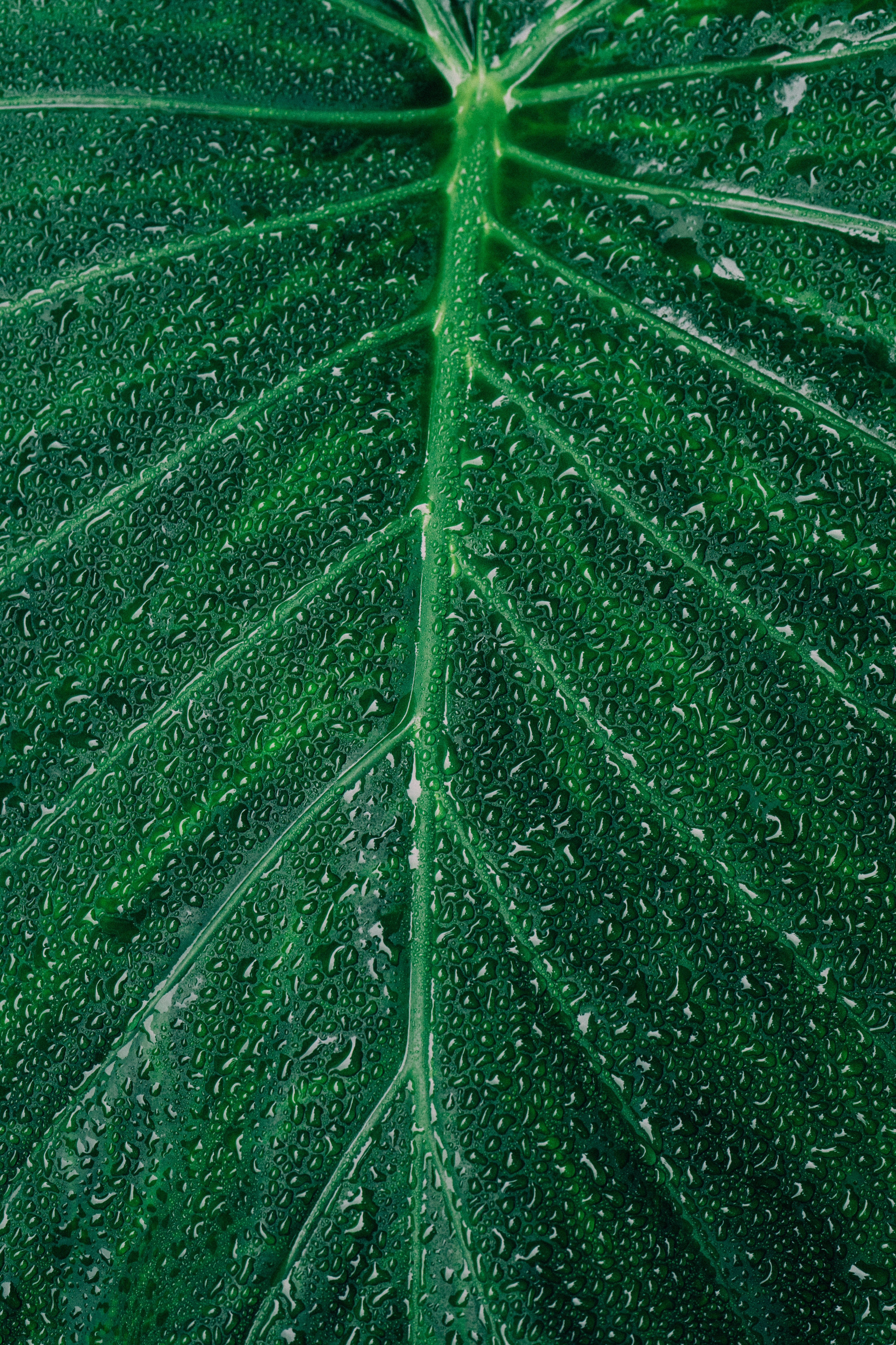 Download mobile wallpaper Macro, Sheet, Plant, Leaf, Drops, Surface for free.