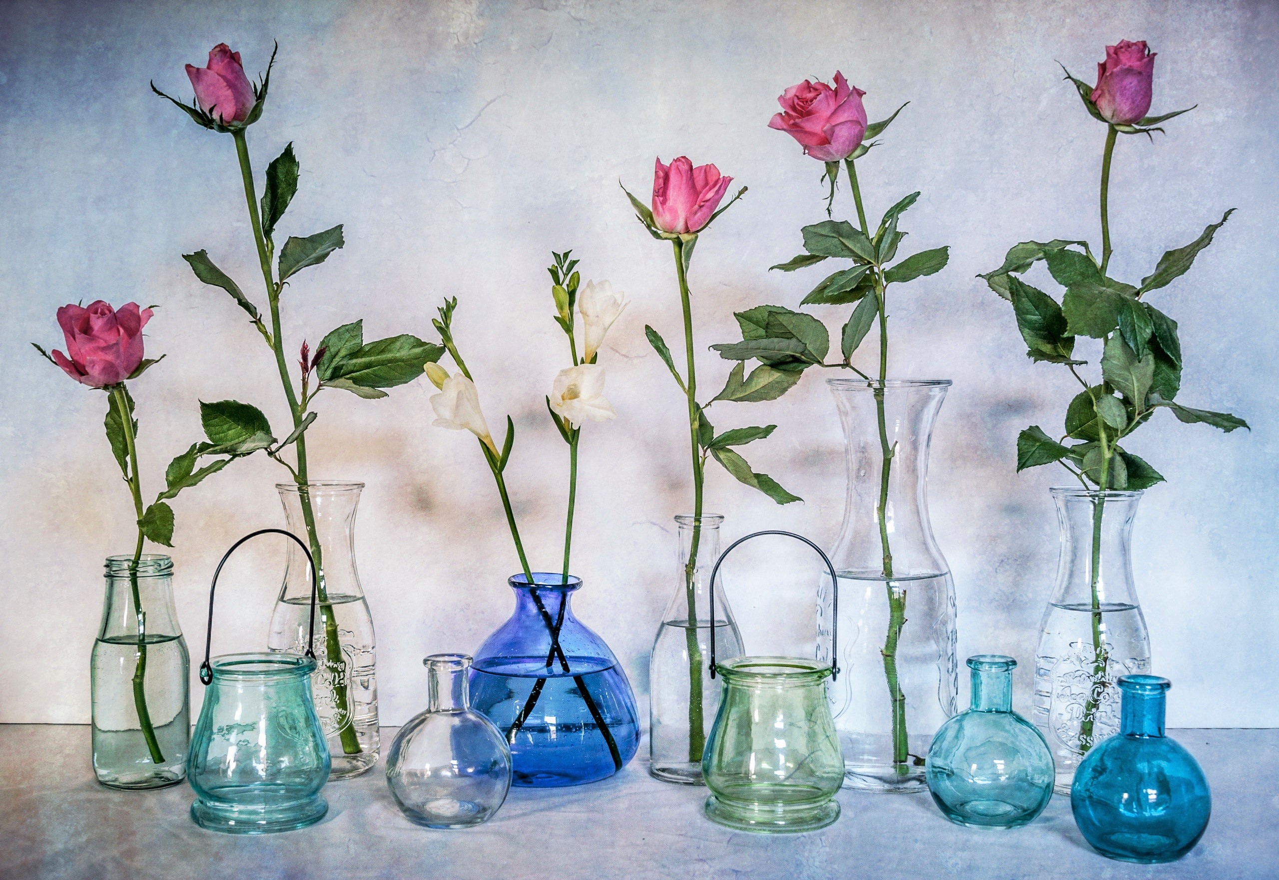 photography, still life, blue, colors, flower, jar, rose, vase