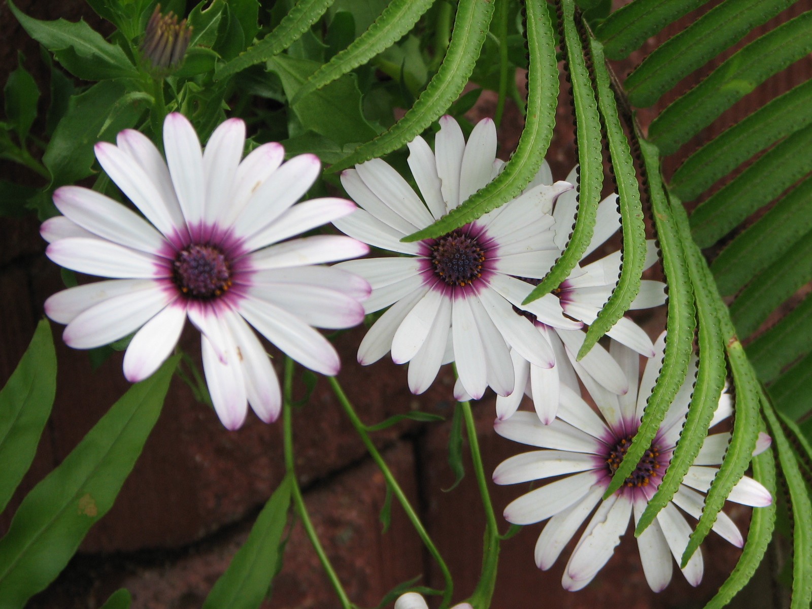 Free download wallpaper Flowers, Flower, Earth, Daisy on your PC desktop