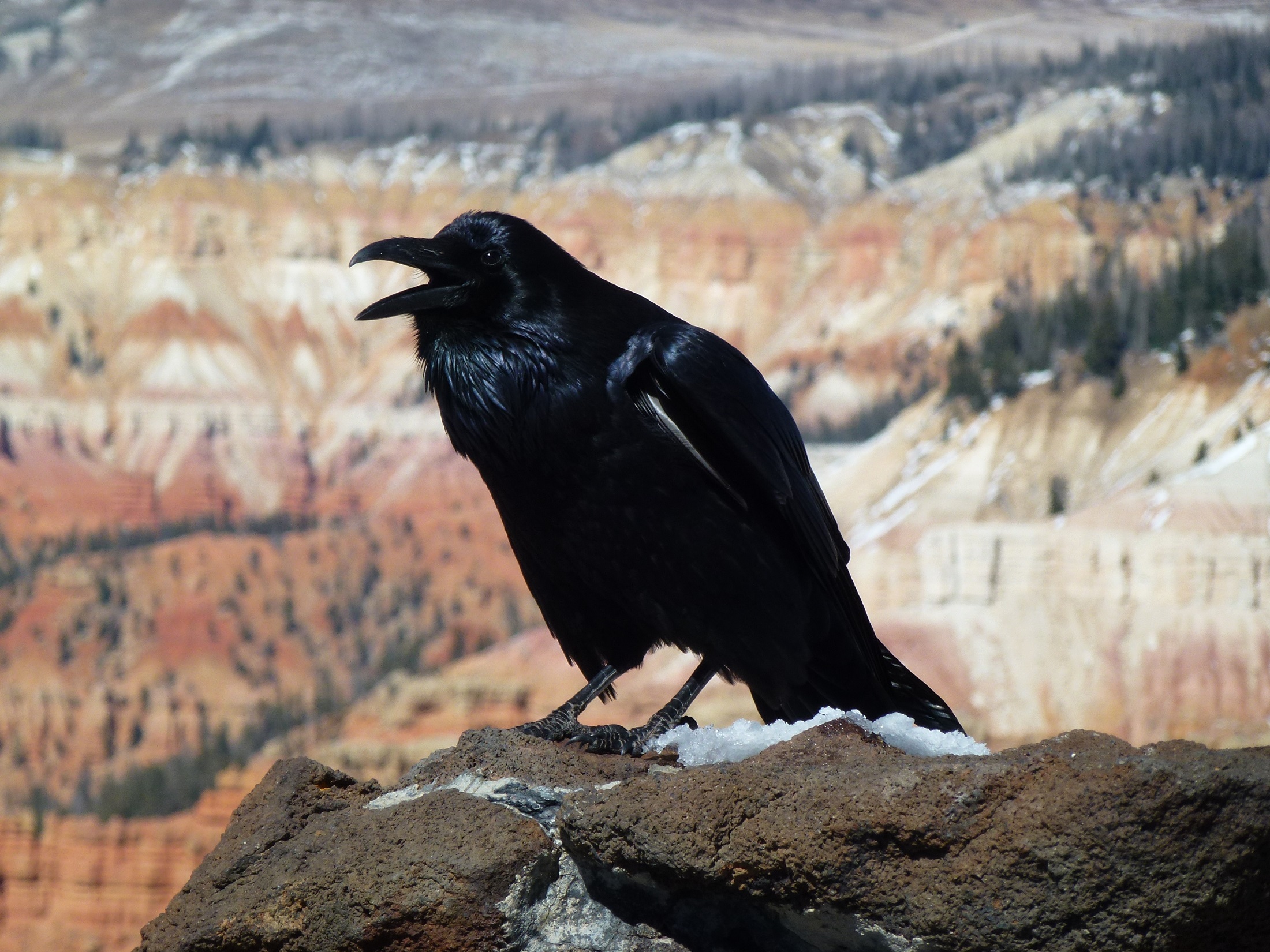 PCデスクトップに動物, 鳥, カラス画像を無料でダウンロード