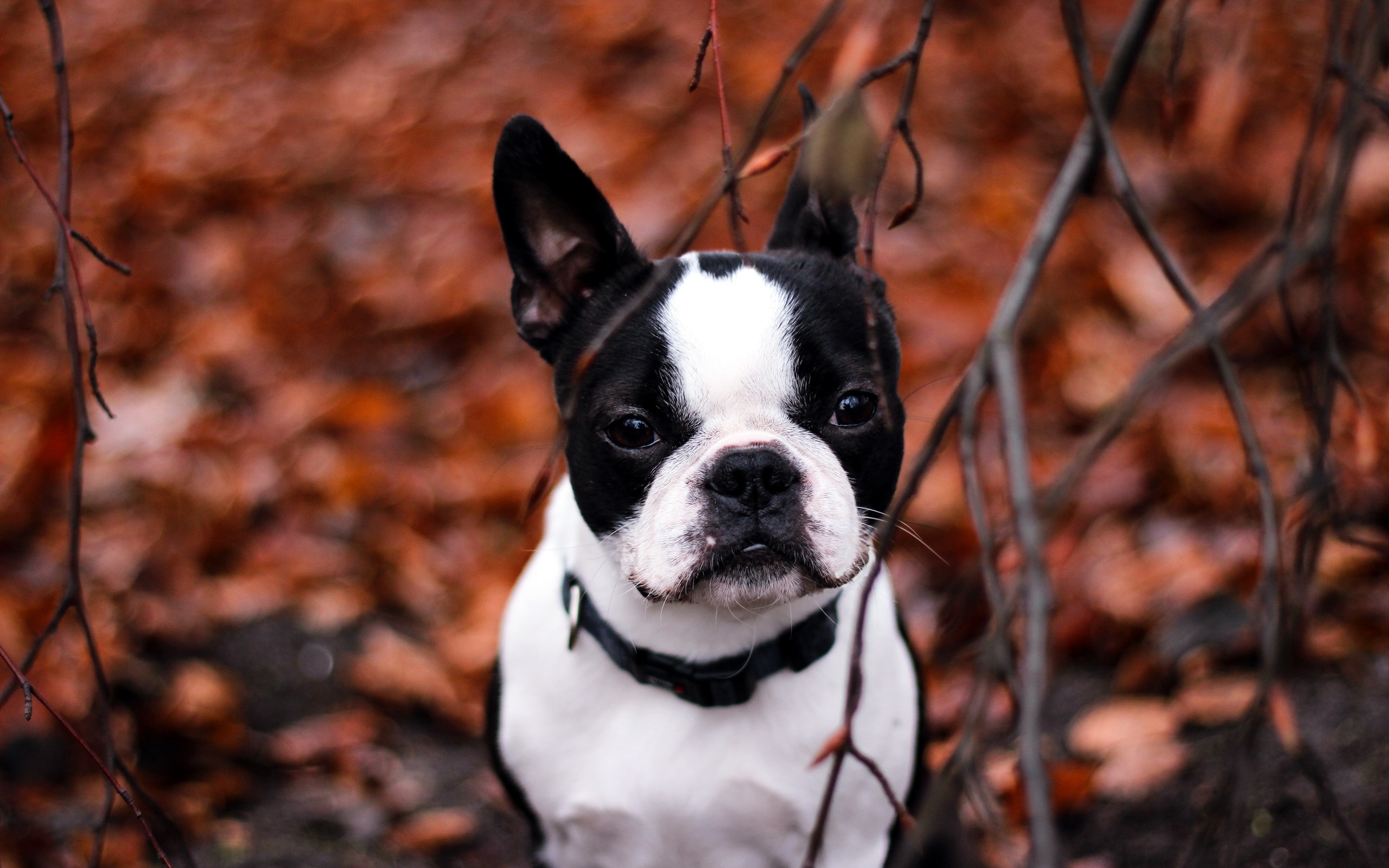 305722 descargar fondo de pantalla bulldog francés, animales, perros: protectores de pantalla e imágenes gratis