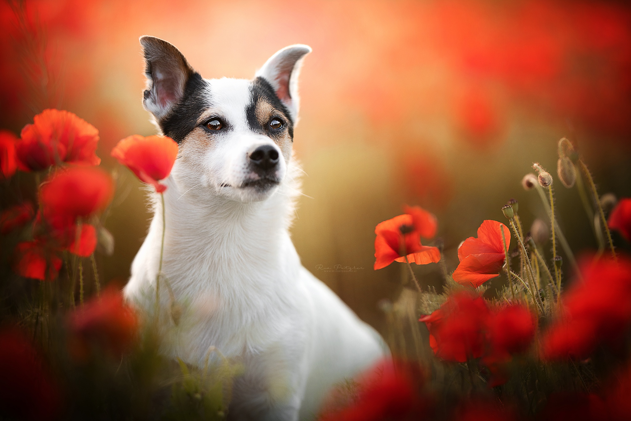 464717画像をダウンロード動物, 犬, 花, ポピー, 赤い花, テリア-壁紙とスクリーンセーバーを無料で