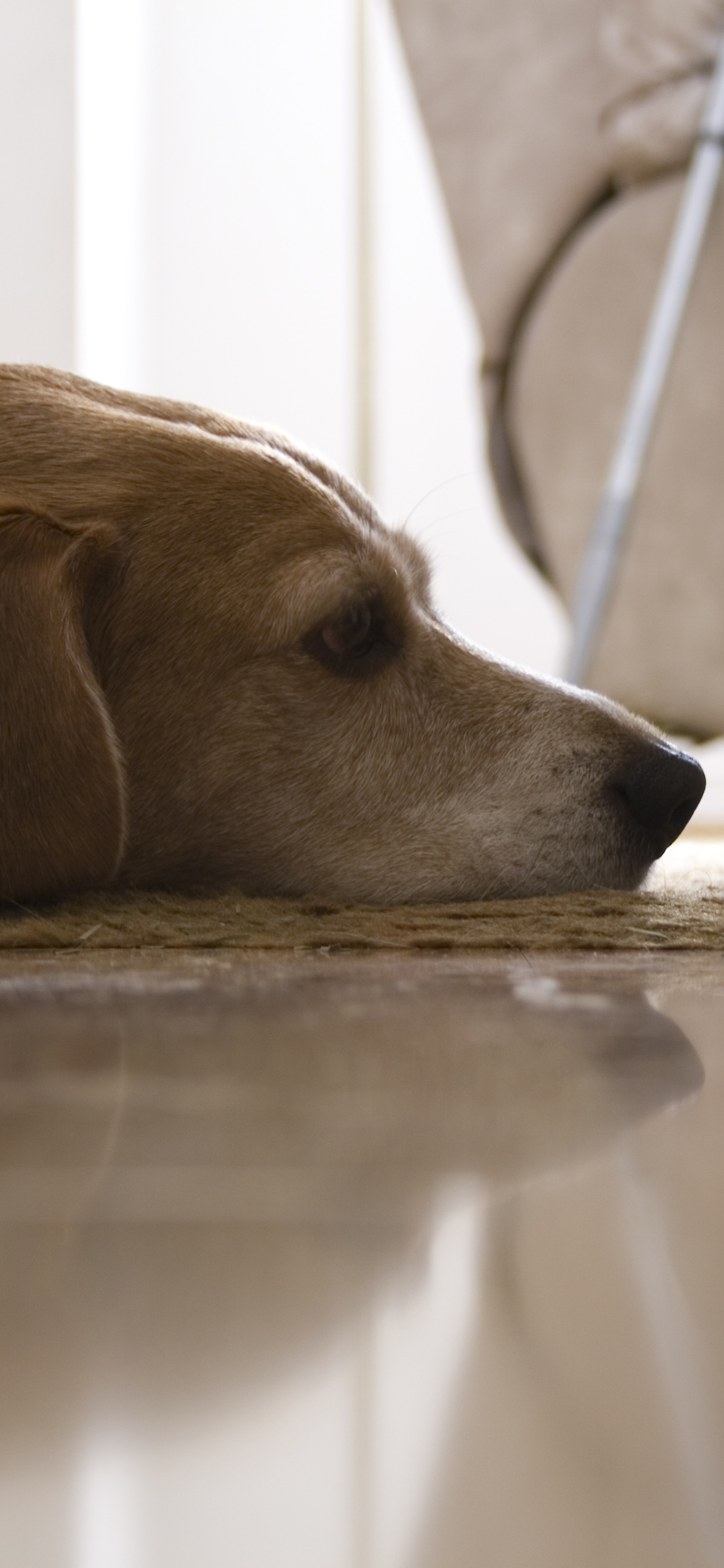 Baixar papel de parede para celular de Animais, Cães, Beagle gratuito.