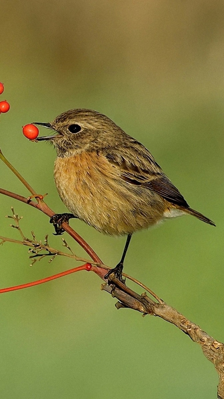 Descarga gratuita de fondo de pantalla para móvil de Animales, Aves, Ave.