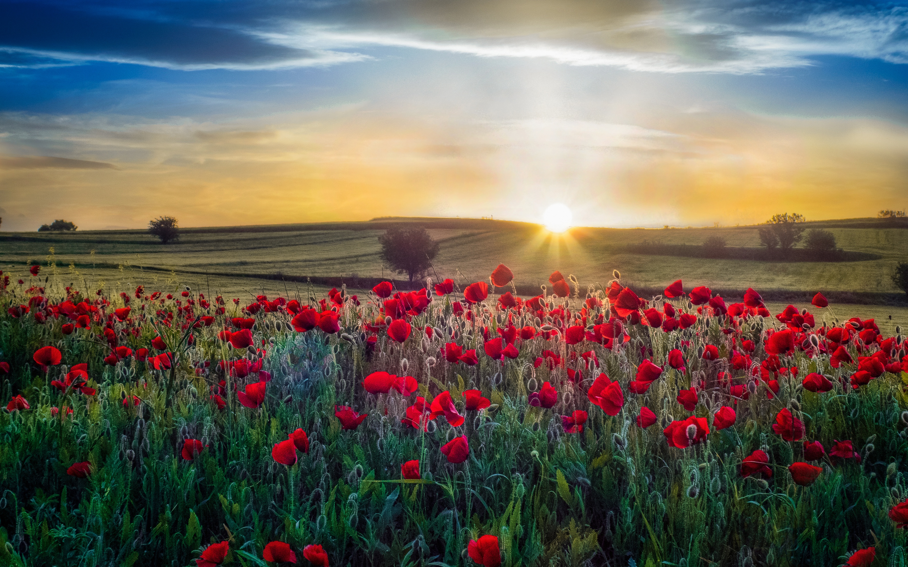Laden Sie das Blumen, Mohn, Sommer, Sonnenaufgang, Rote Blume, Erde/natur-Bild kostenlos auf Ihren PC-Desktop herunter