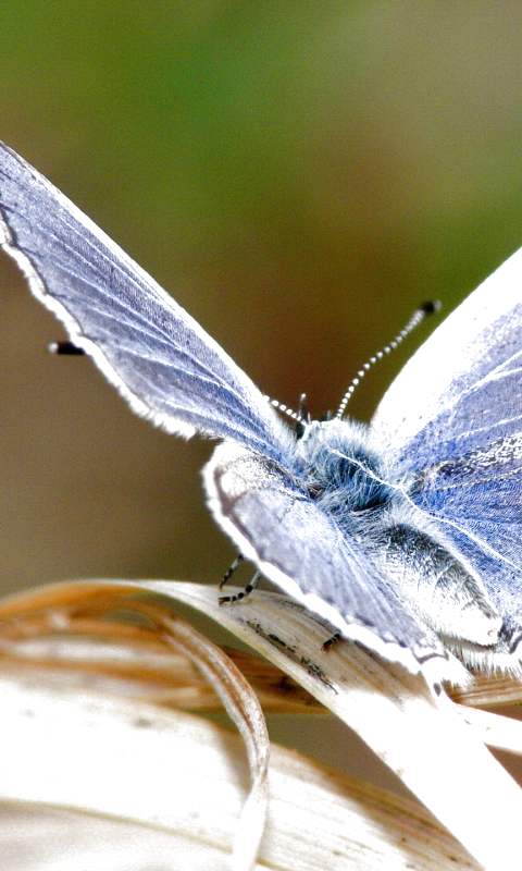 Download mobile wallpaper Butterfly, Animal for free.