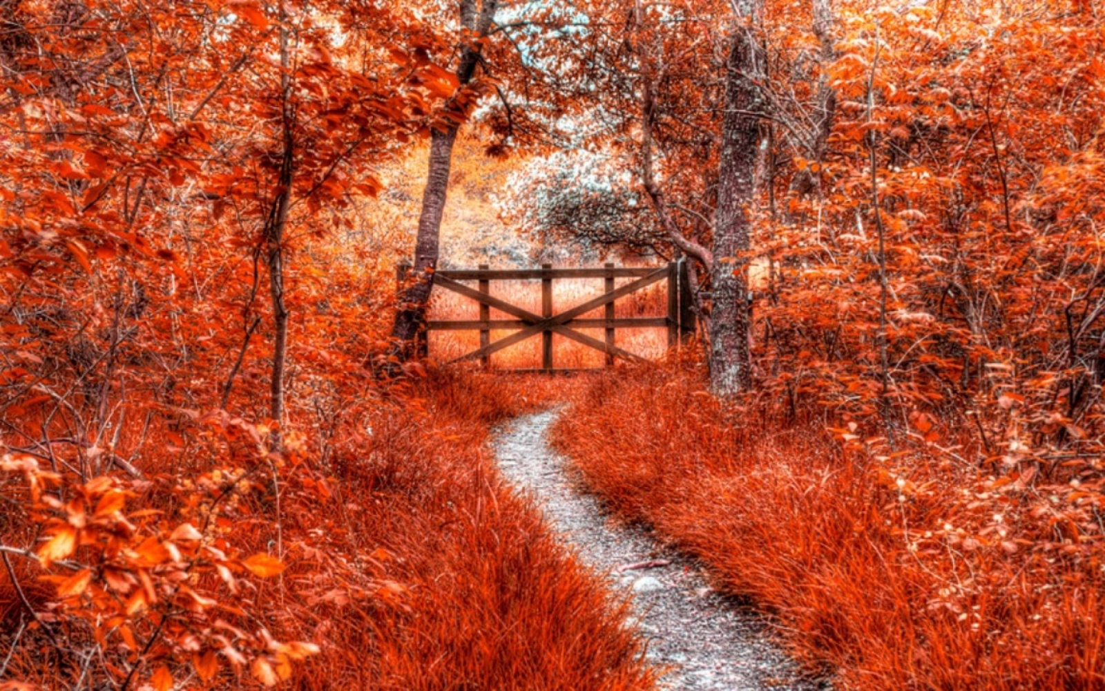 Laden Sie das Natur, Herbst, Wald, Weg, Erde/natur-Bild kostenlos auf Ihren PC-Desktop herunter