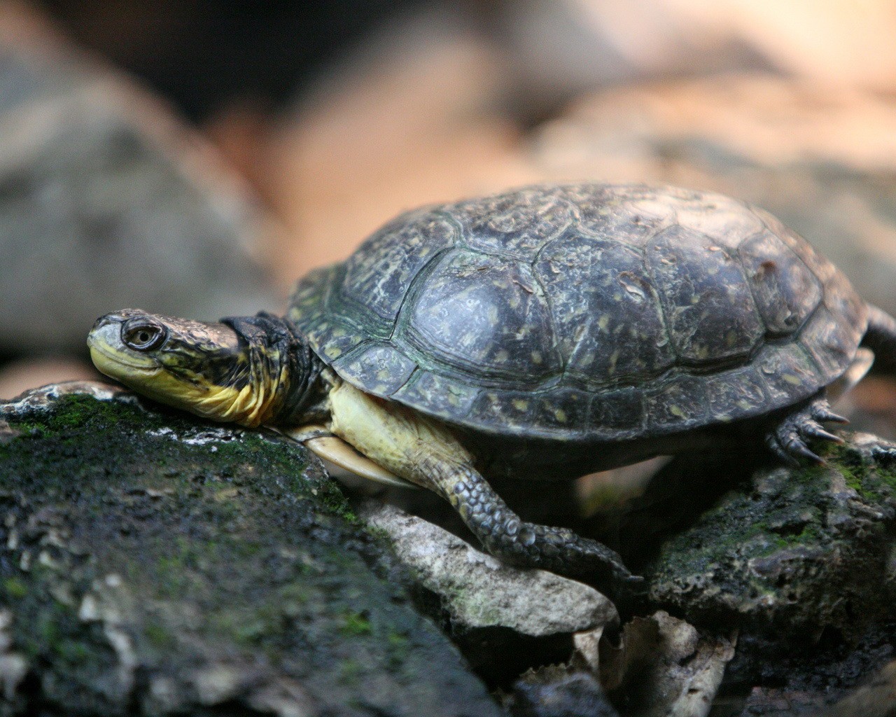 Download mobile wallpaper Animal, Turtle for free.