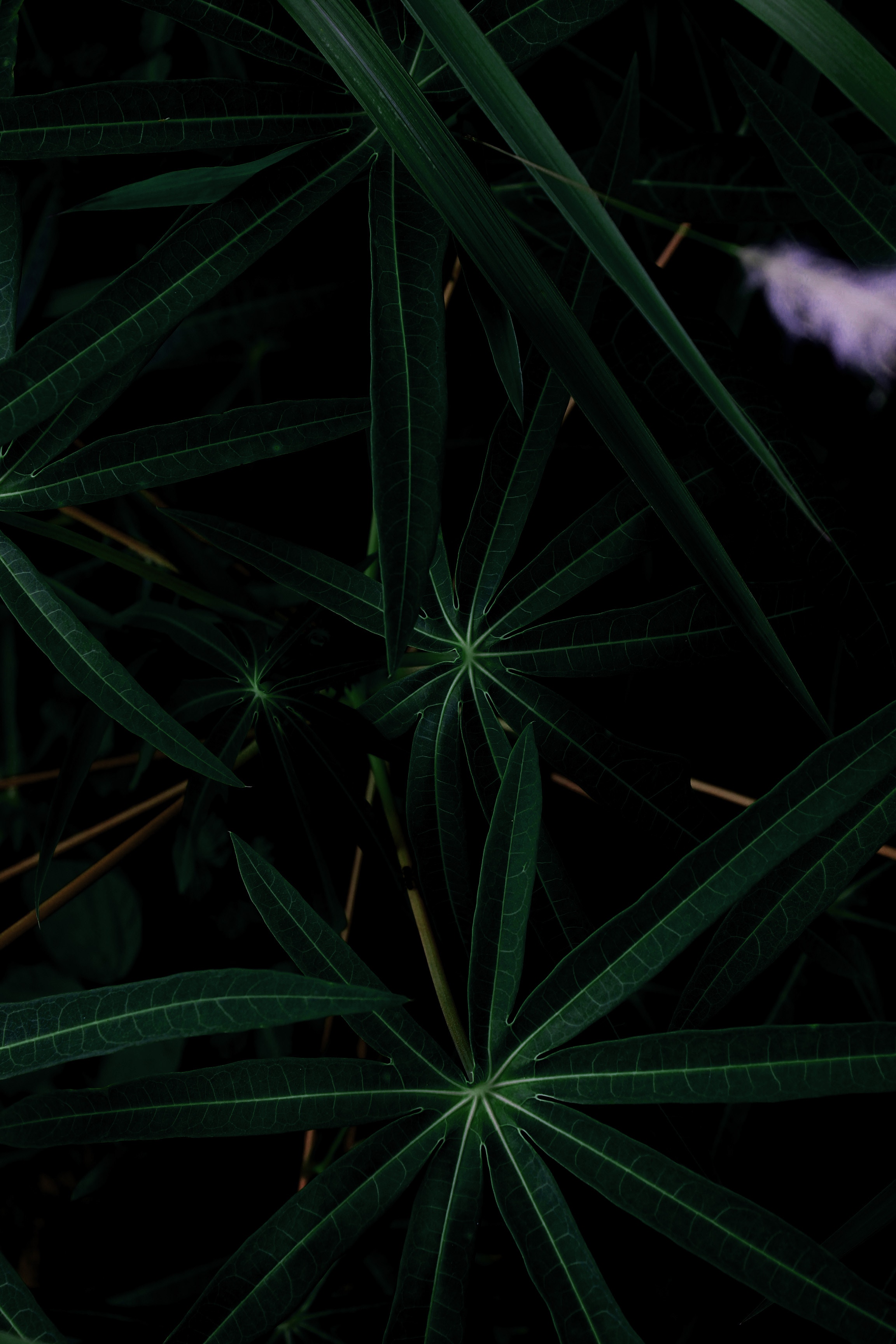 Скачать обои бесплатно Растение, Зеленый, Темные, Темный, Листья картинка на рабочий стол ПК