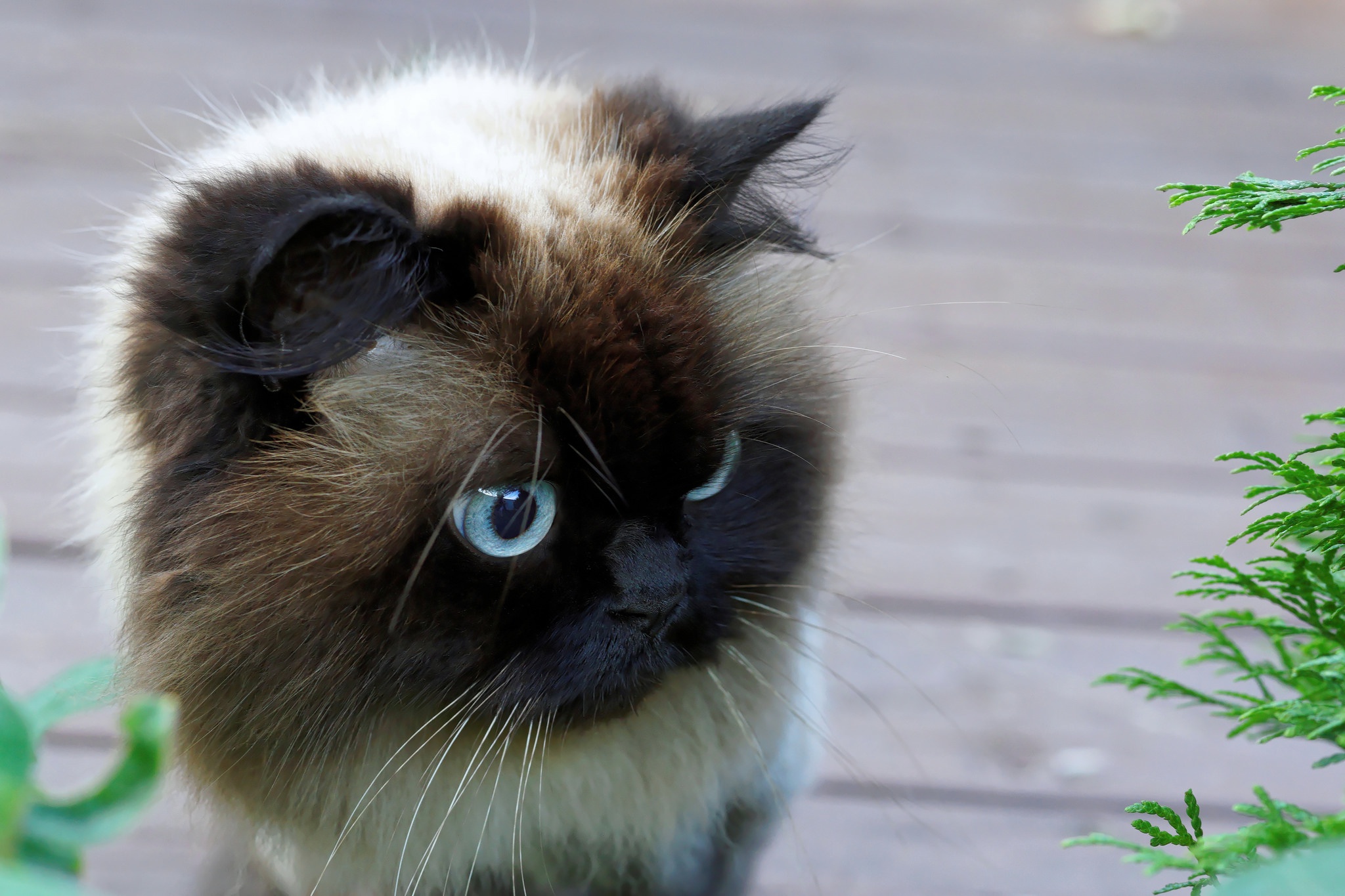 Baixar papel de parede para celular de Animais, Gatos, Gato gratuito.